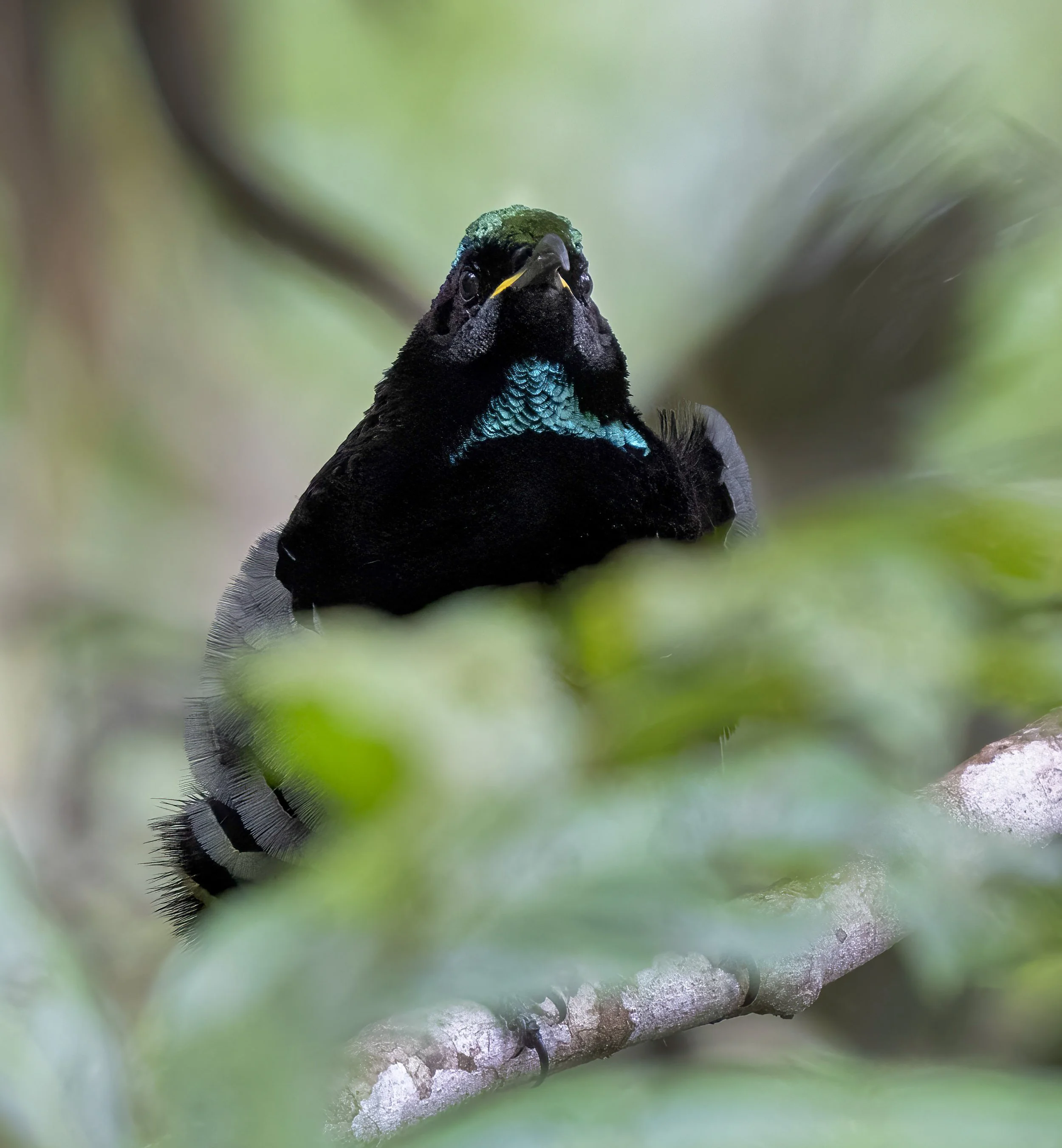 Victorias Riflebird
