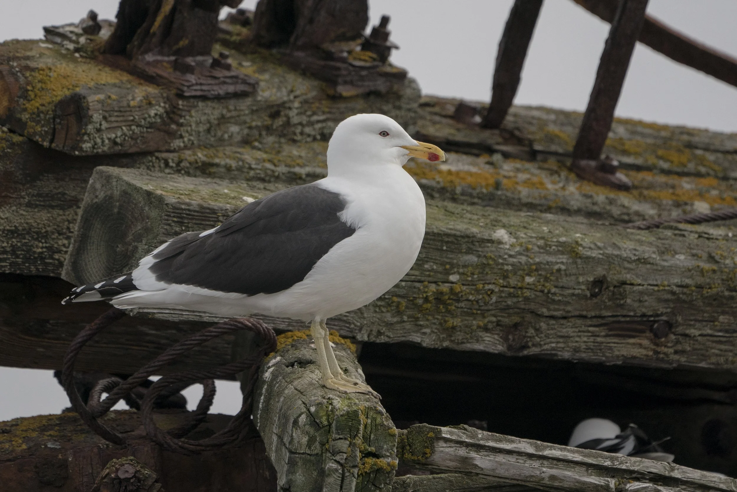 Kelp Gull