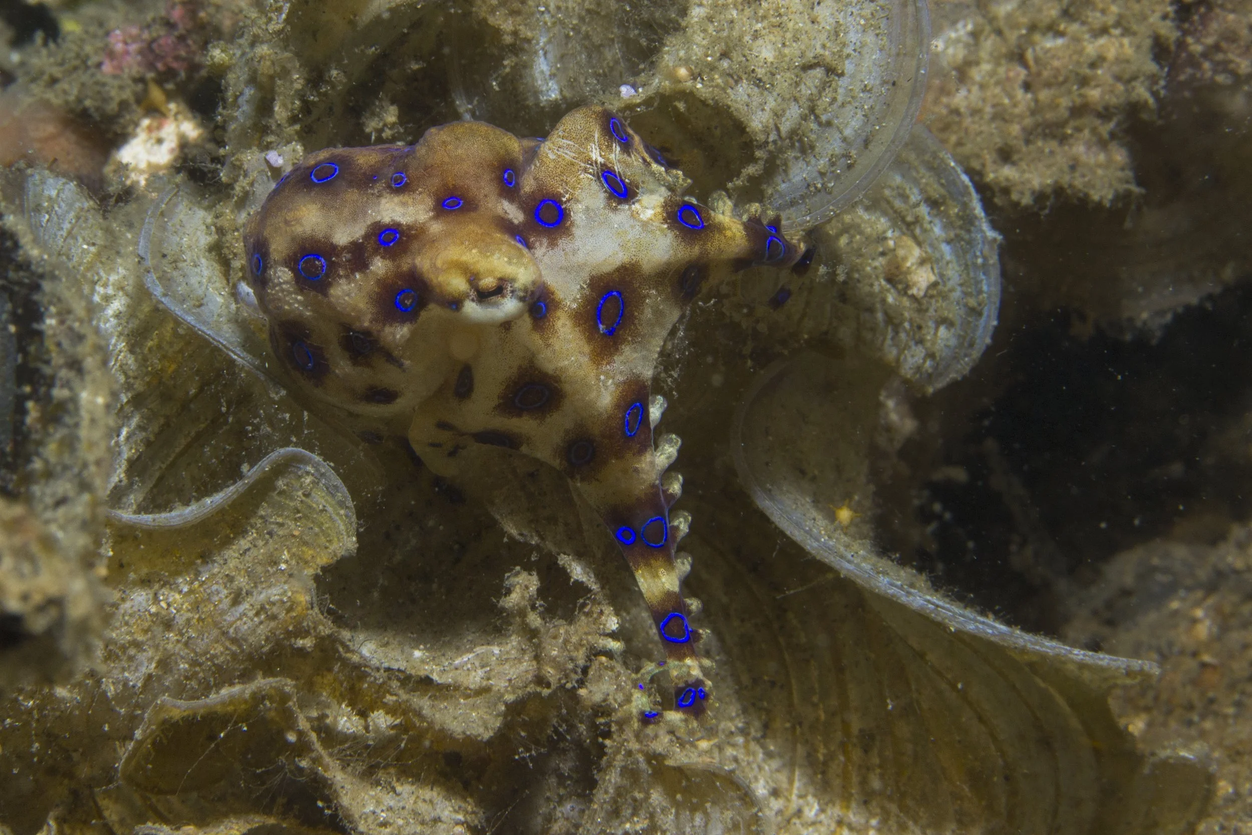 Lembeh_IMG_0080.jpg
