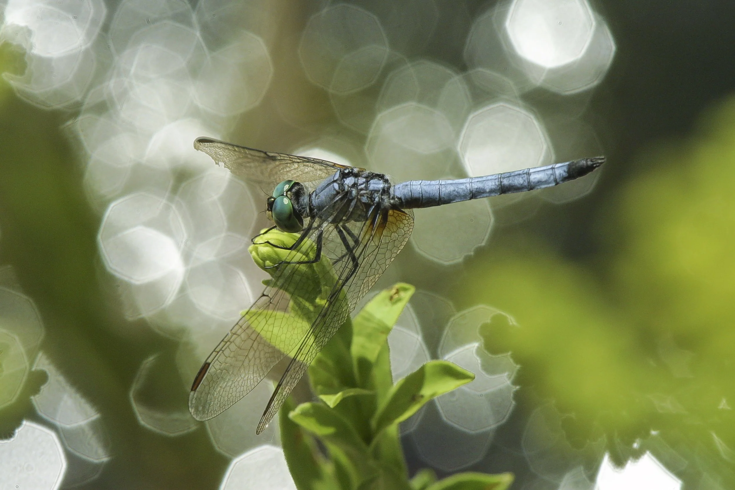 Blue Dasher (Pachydiplax longipennis)_IMG_7835.jpg
