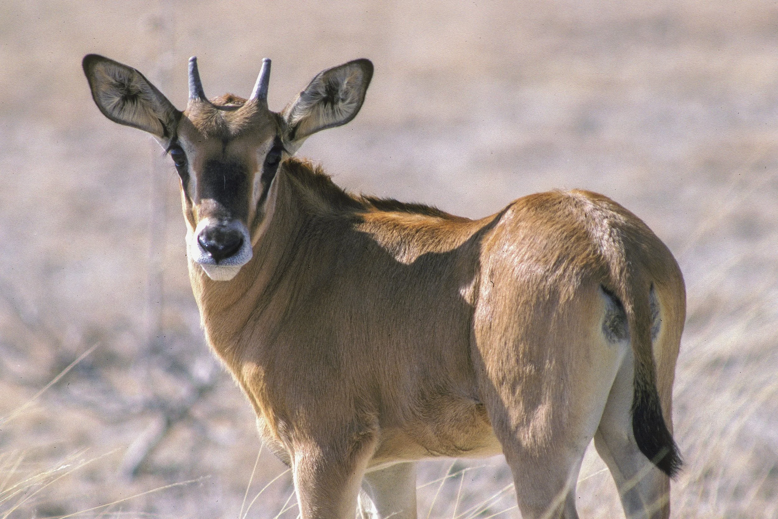 Oryx