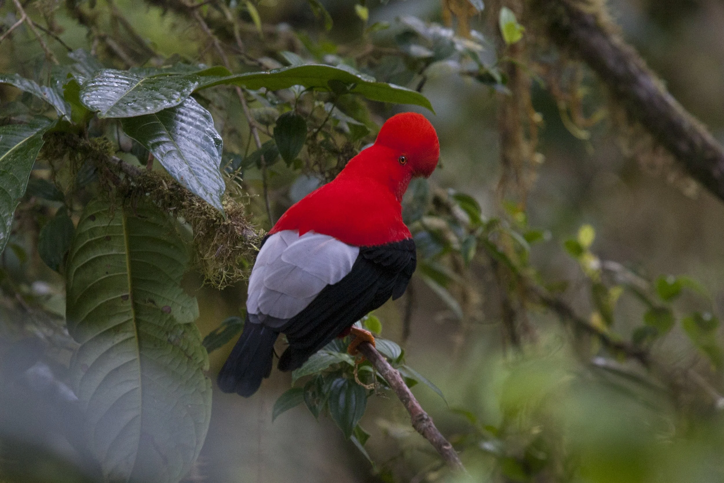 Andean Cock-of-the_Rock