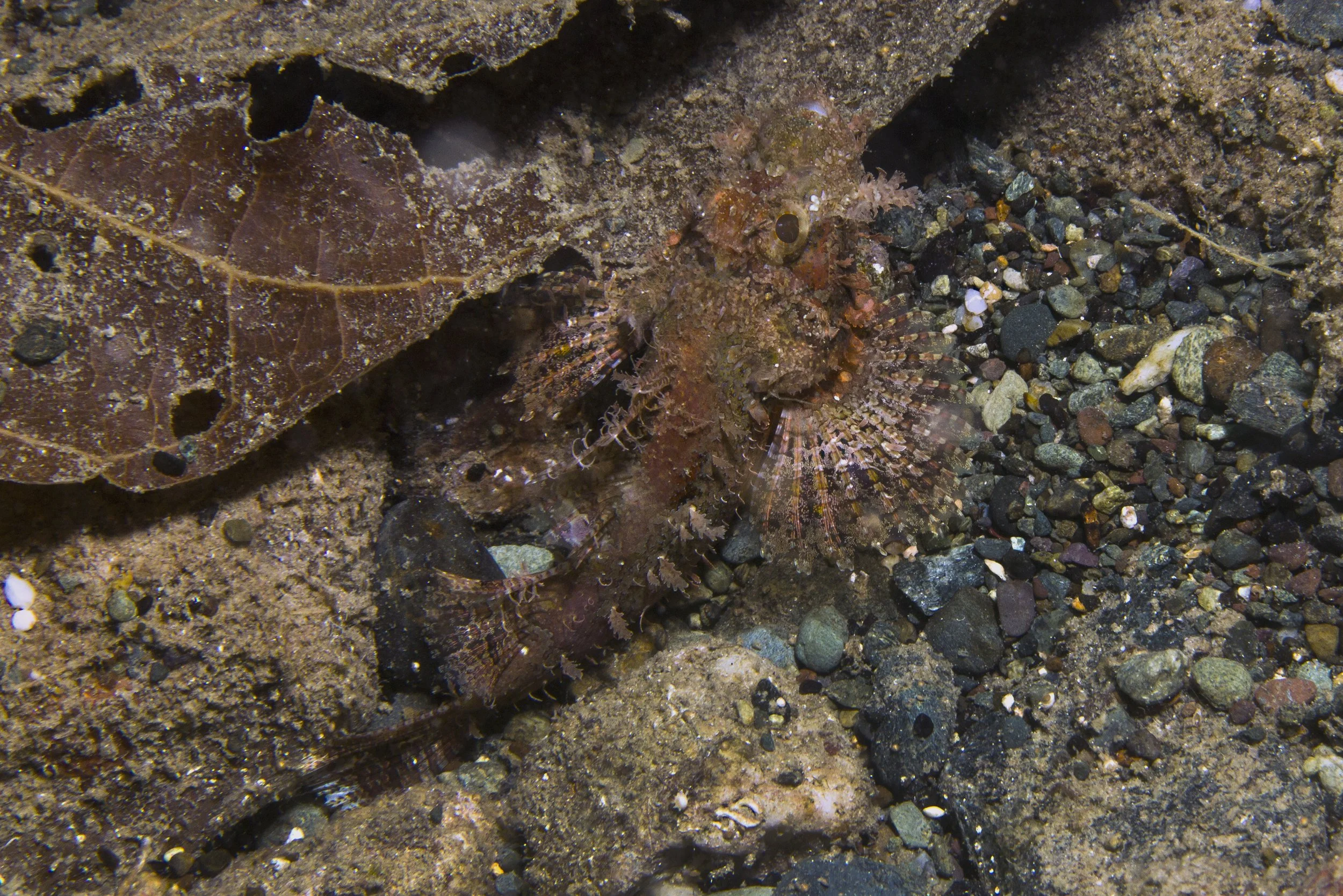 Halmahera_IMG_2179.jpg