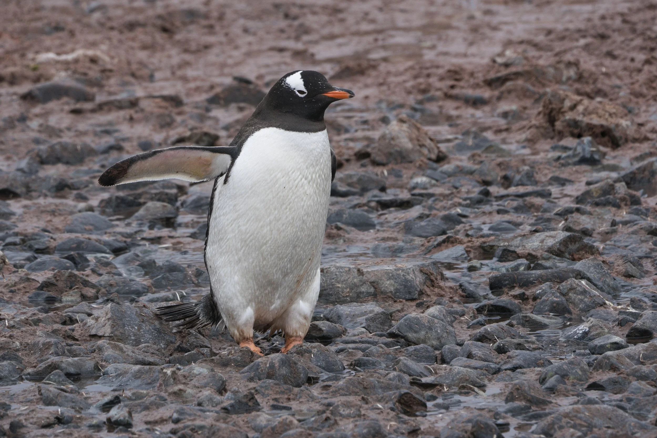 Gentoo Penguin