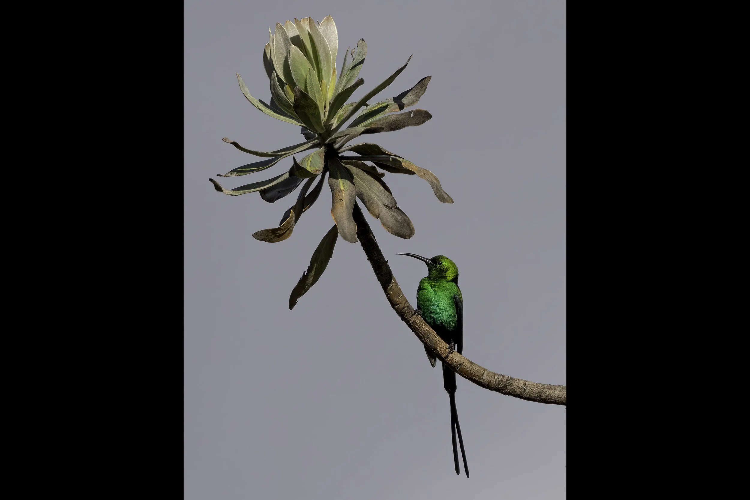 Malachite Sunbird