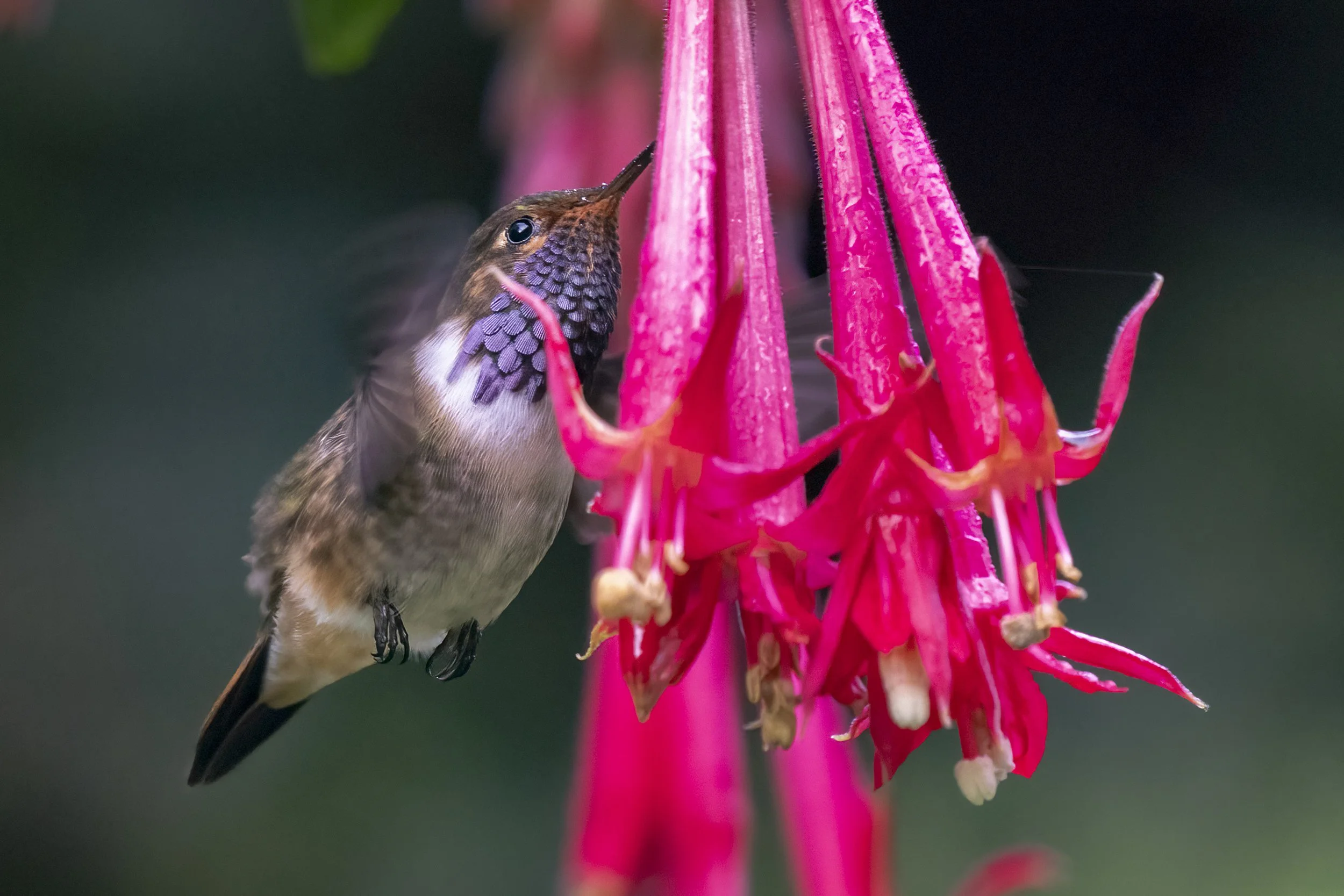Volcano Hummingbird