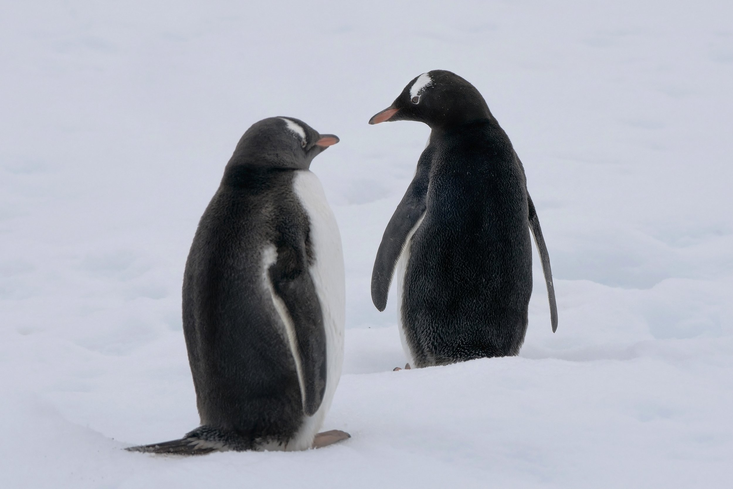 Gentoo Penguin