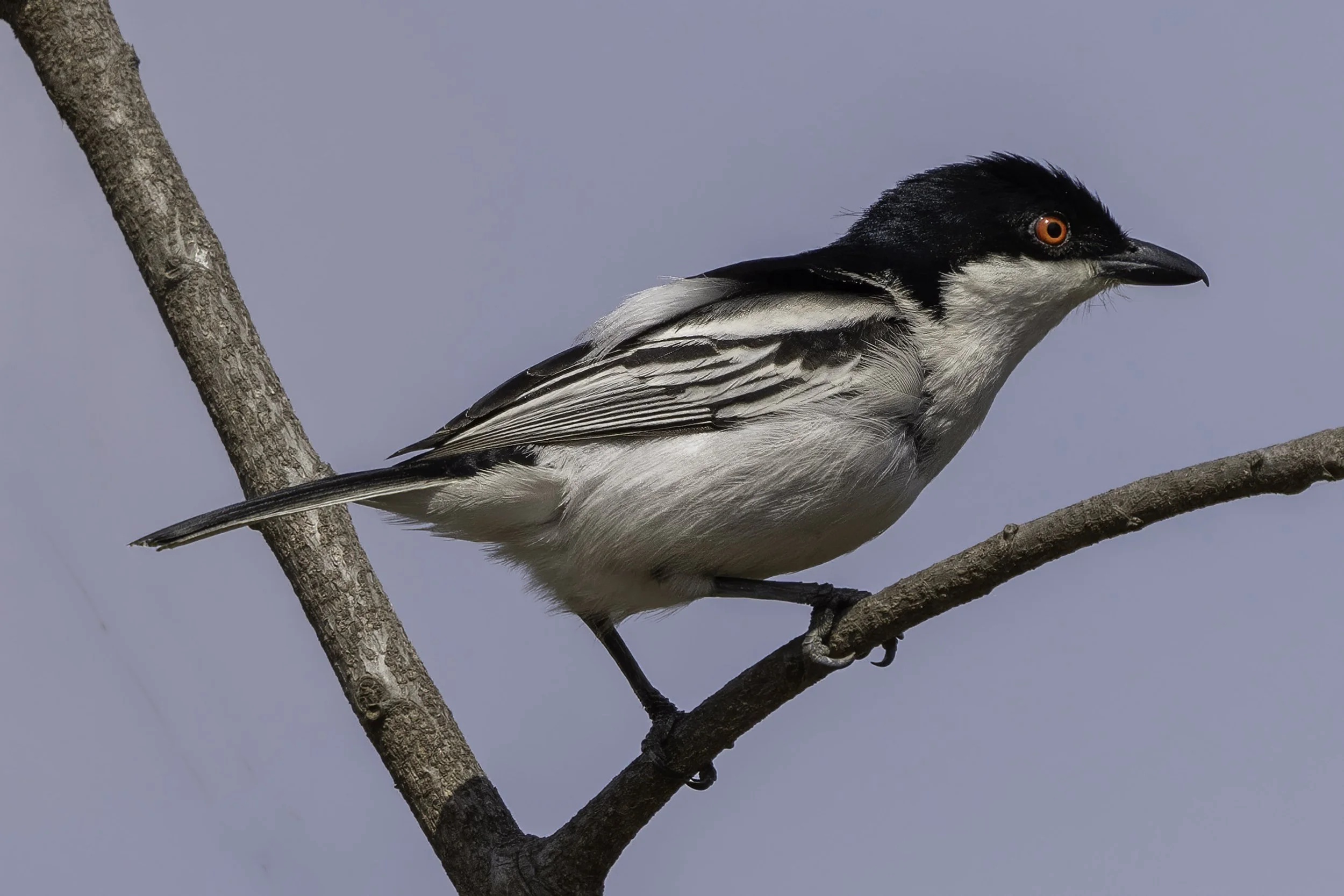 Black Backed Puffback