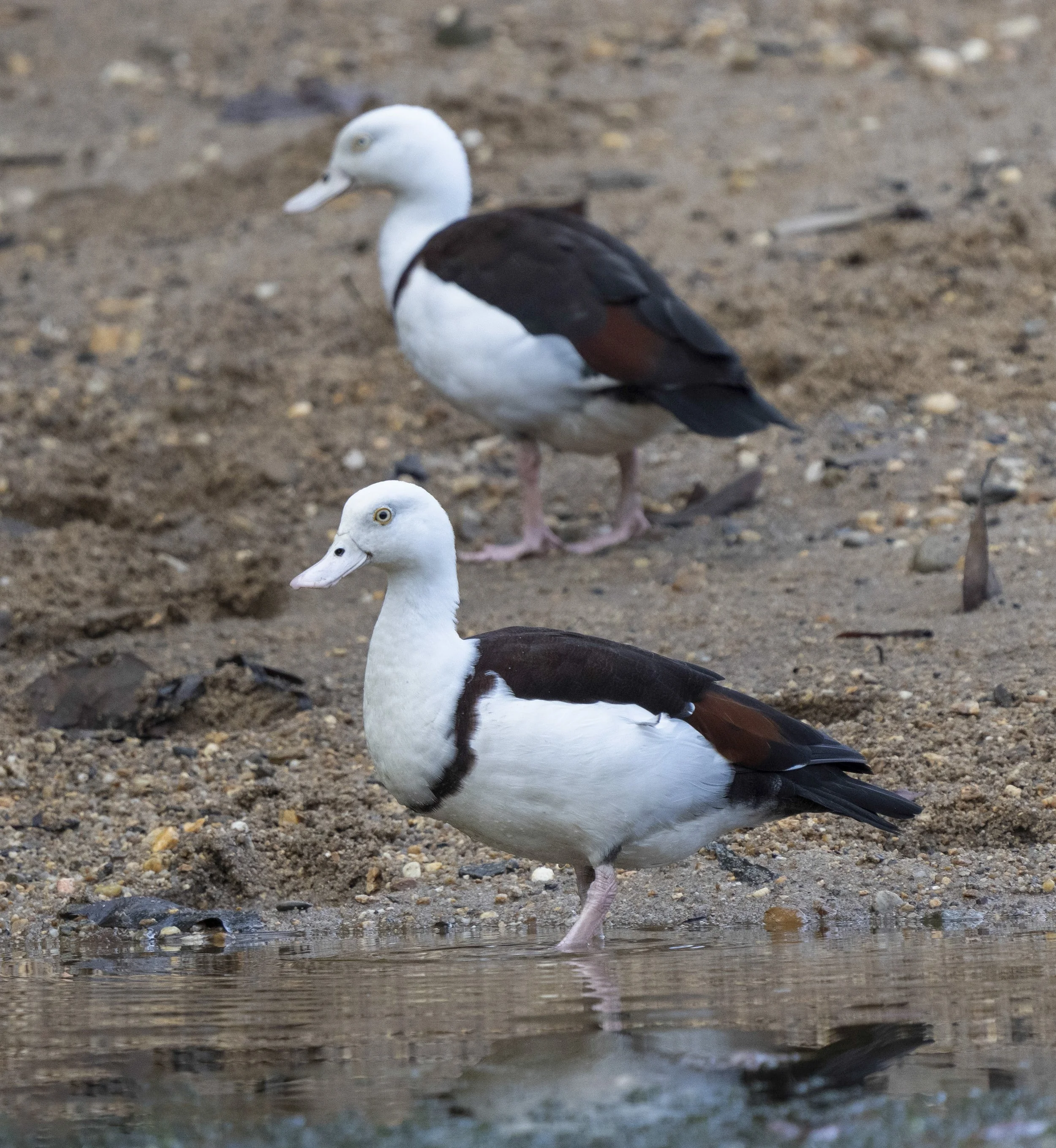 Radjah Shelduck