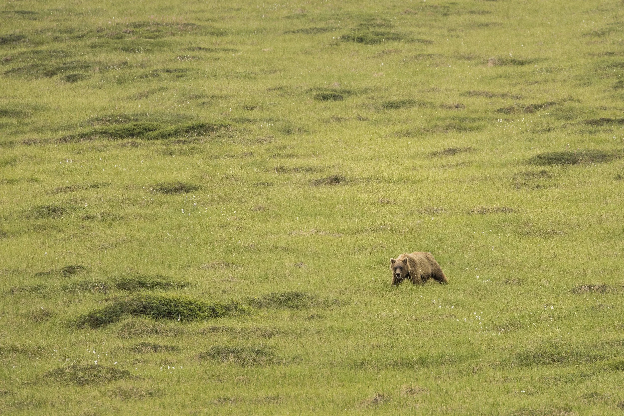 Grizzly Bear, Alaska