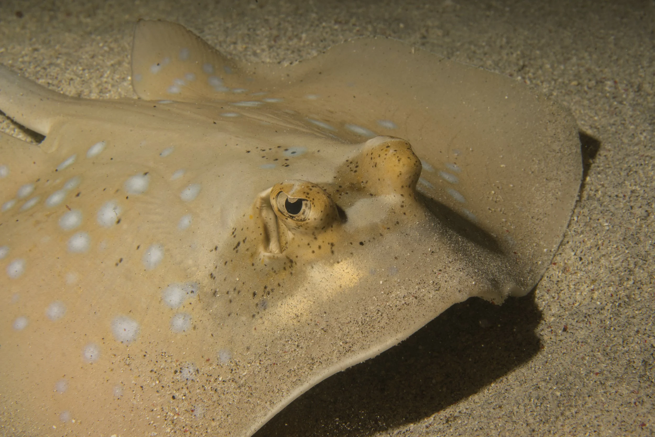 Komodo_DSC07574.jpg