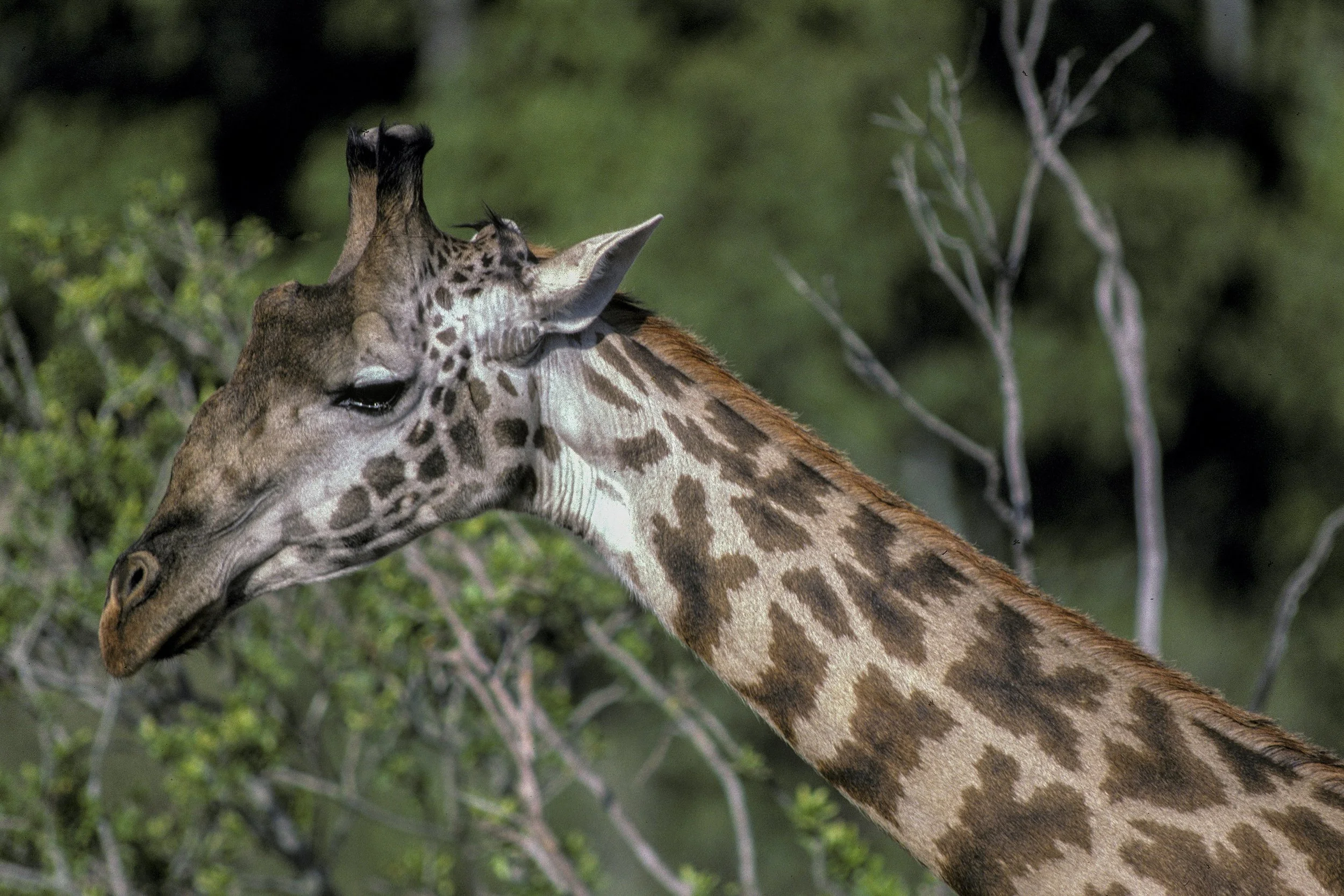 Giraffe