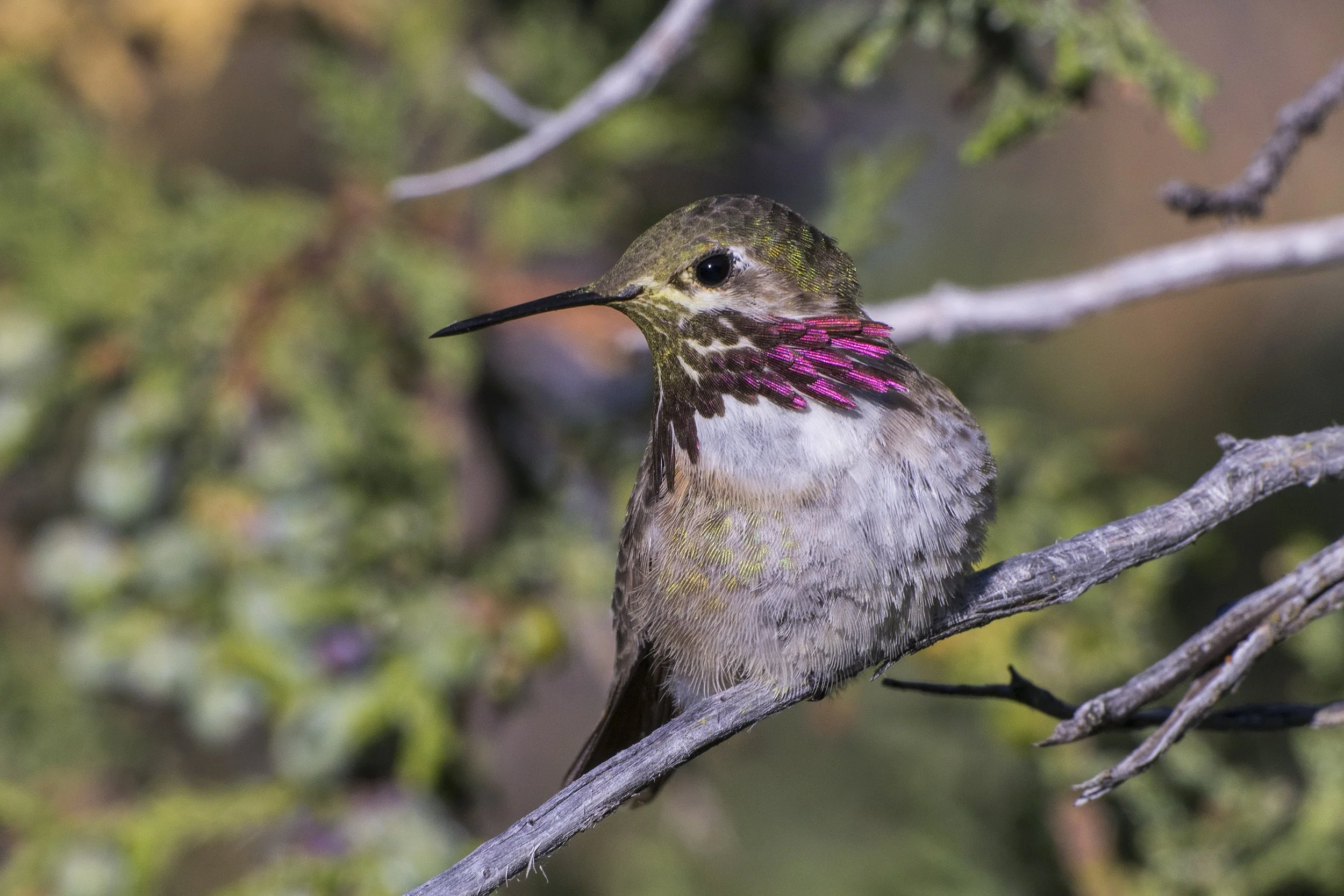 Calliope Hummingbird