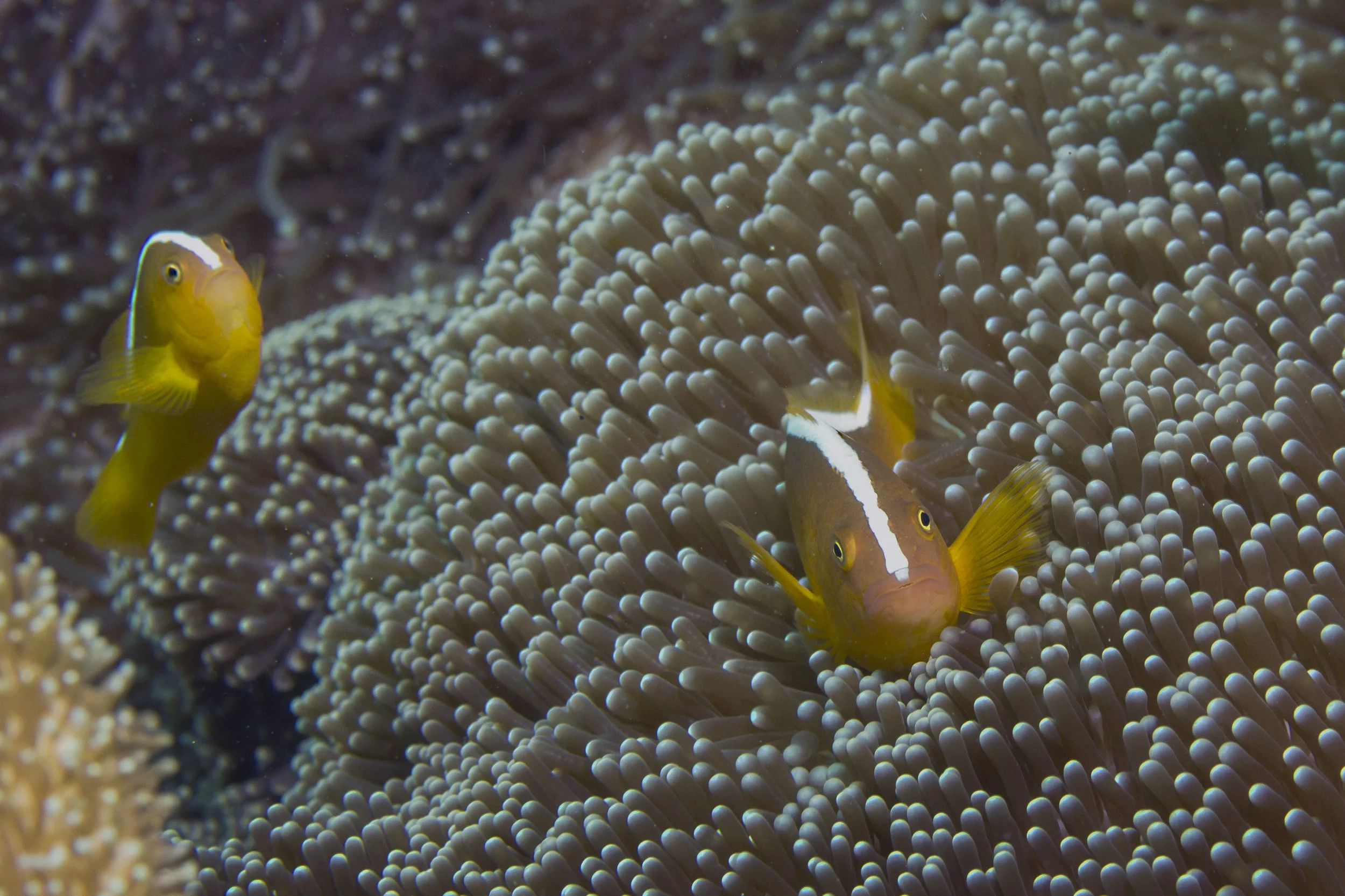 Halmahera_IMG_1542.jpg