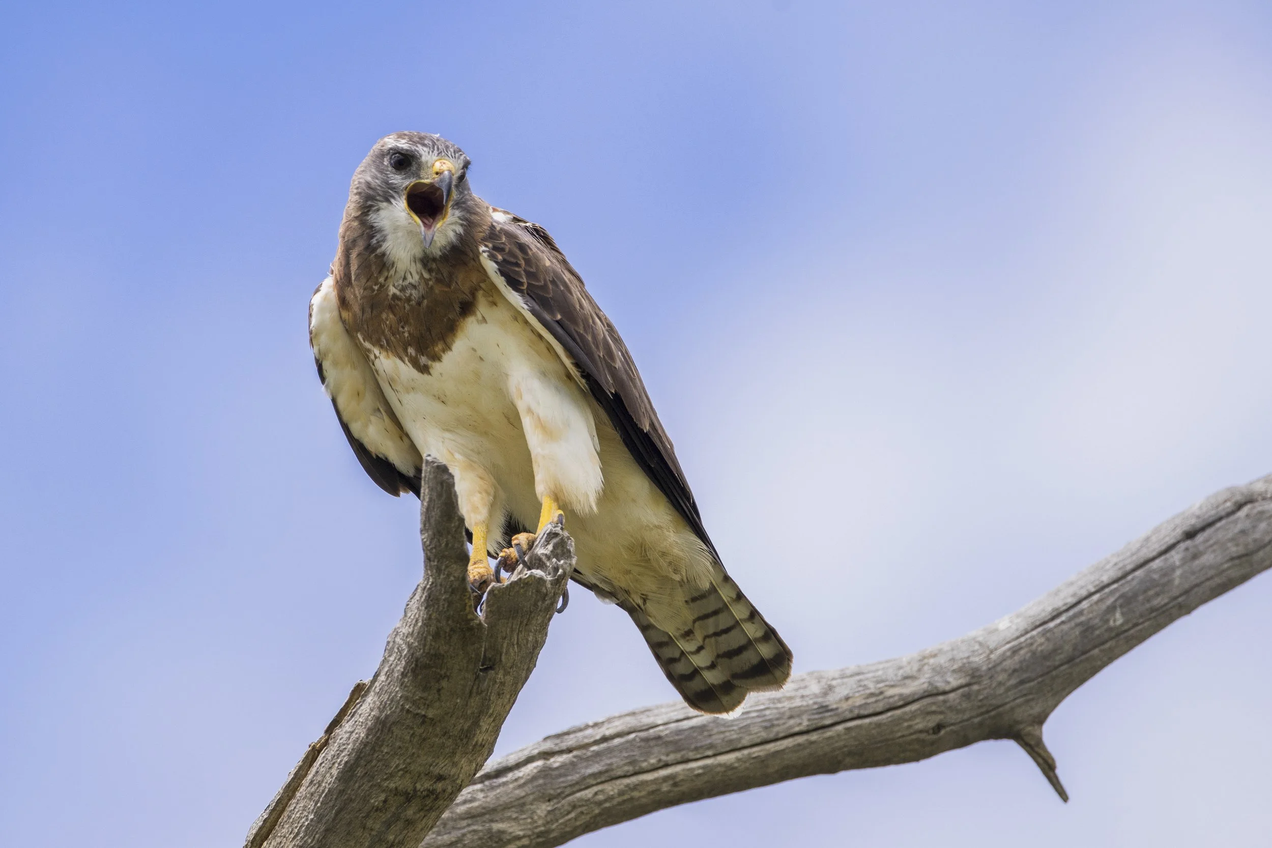 Swainsons Hawk
