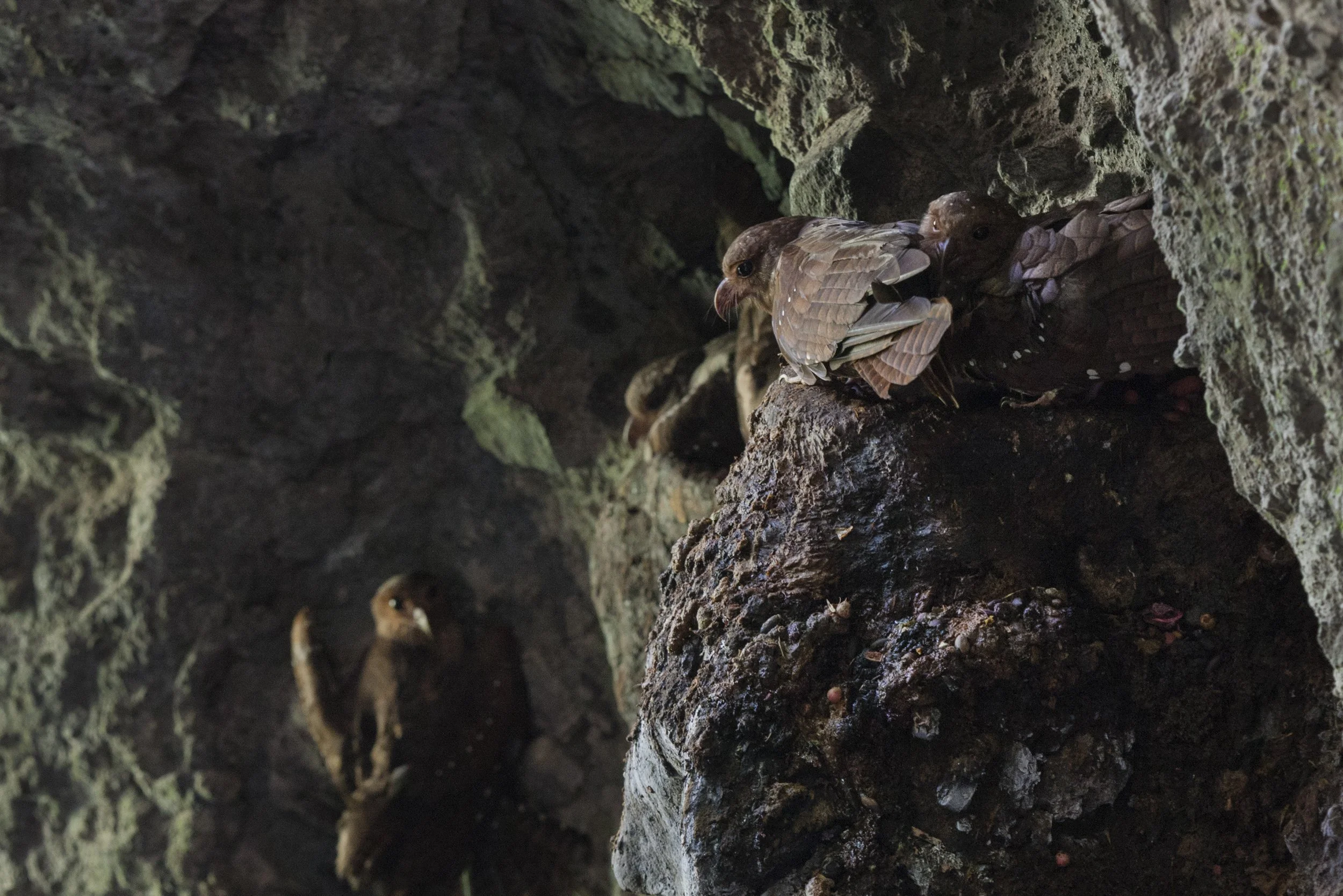 Oilbird
