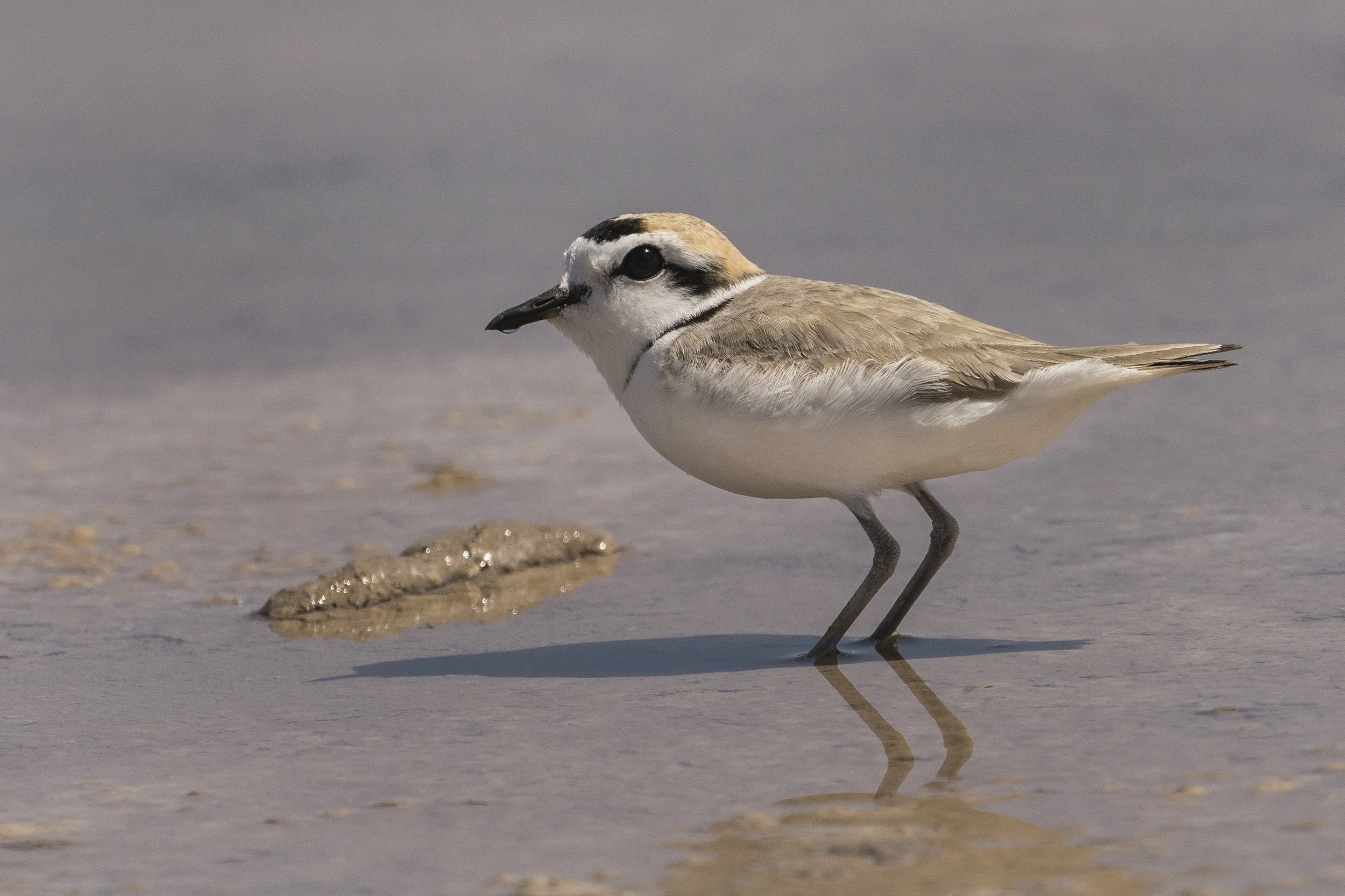 Snowy Plover