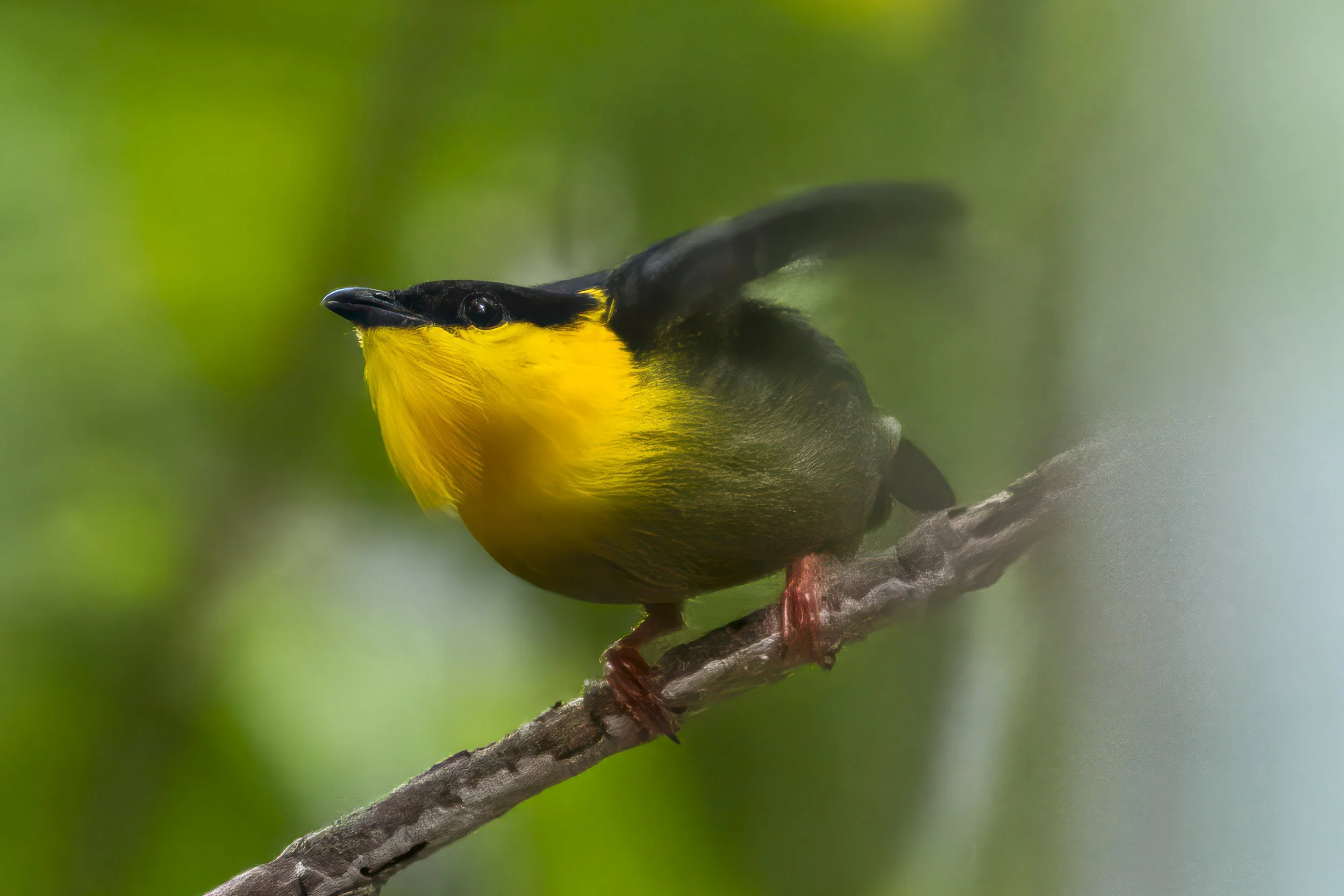 Golden Collared Manakin