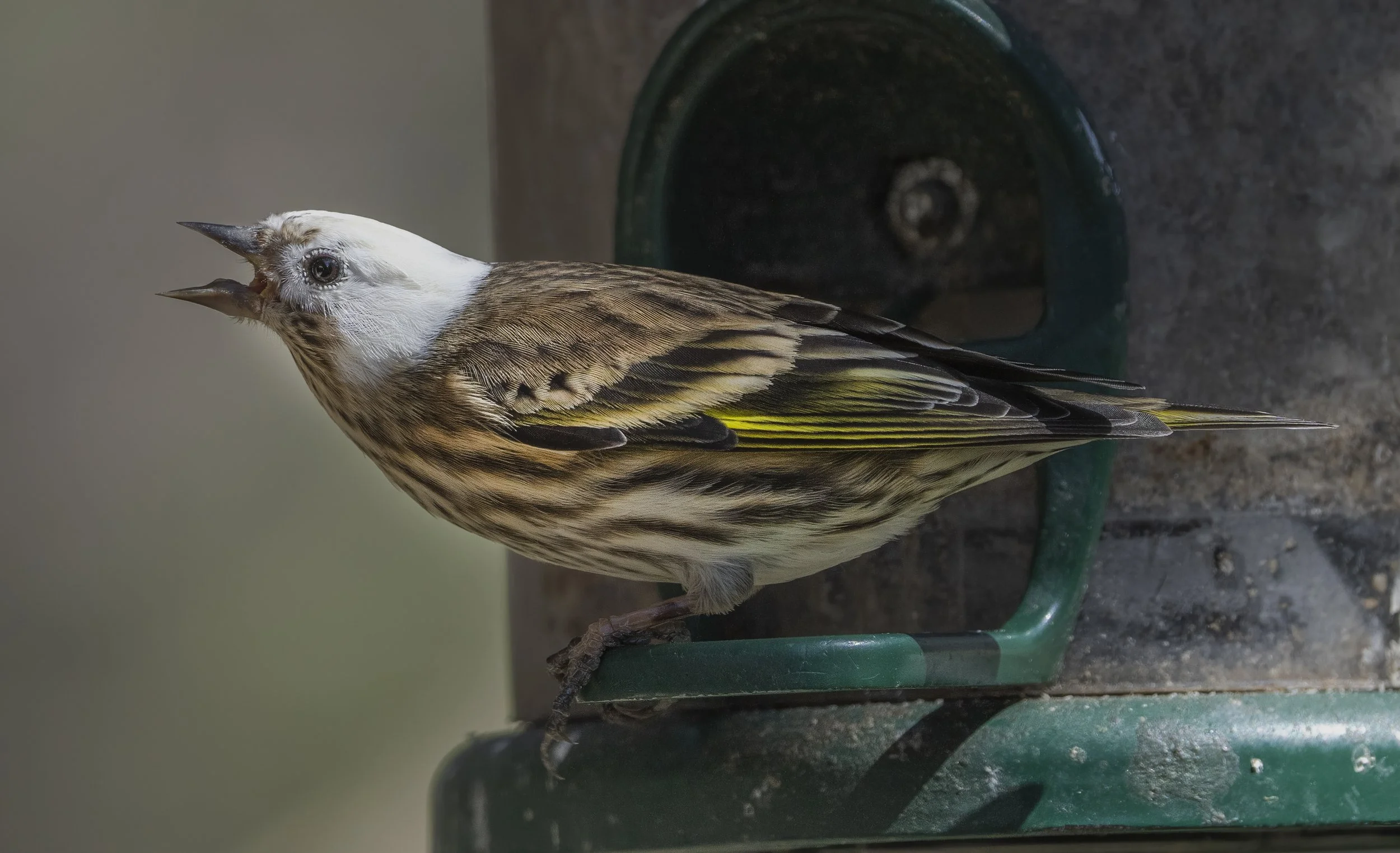 Leucistic Pine Siskin