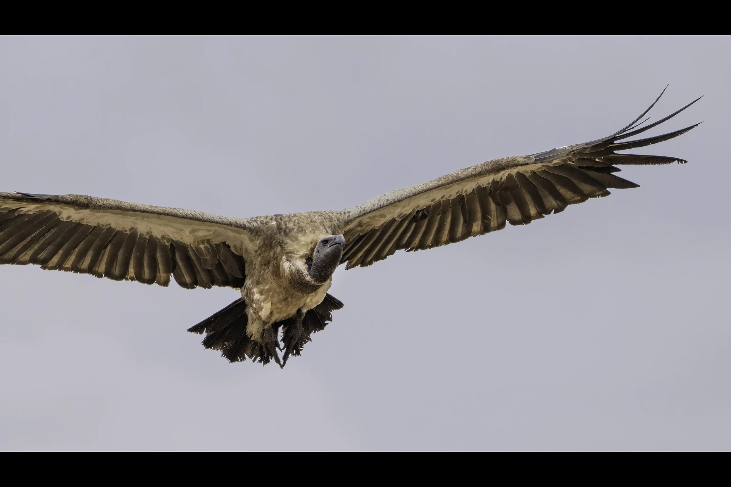 White Backed Vulture