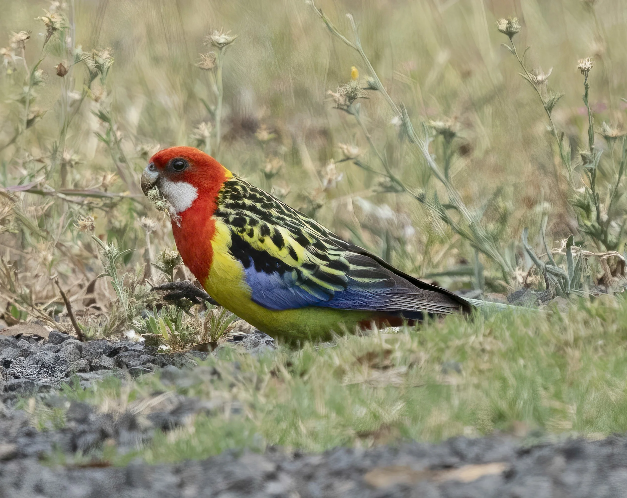 Eastern Rosella