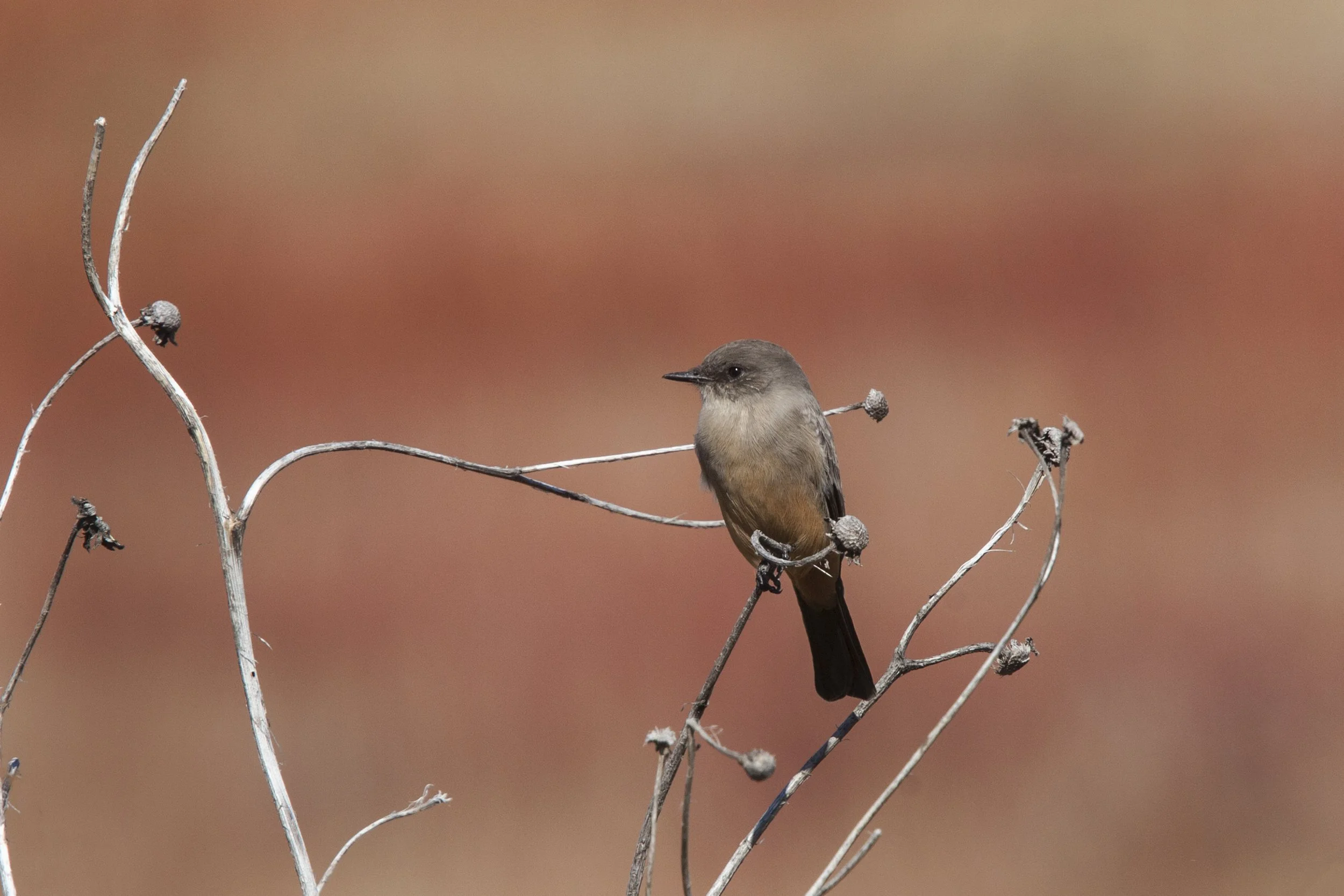 Say's Phoebe