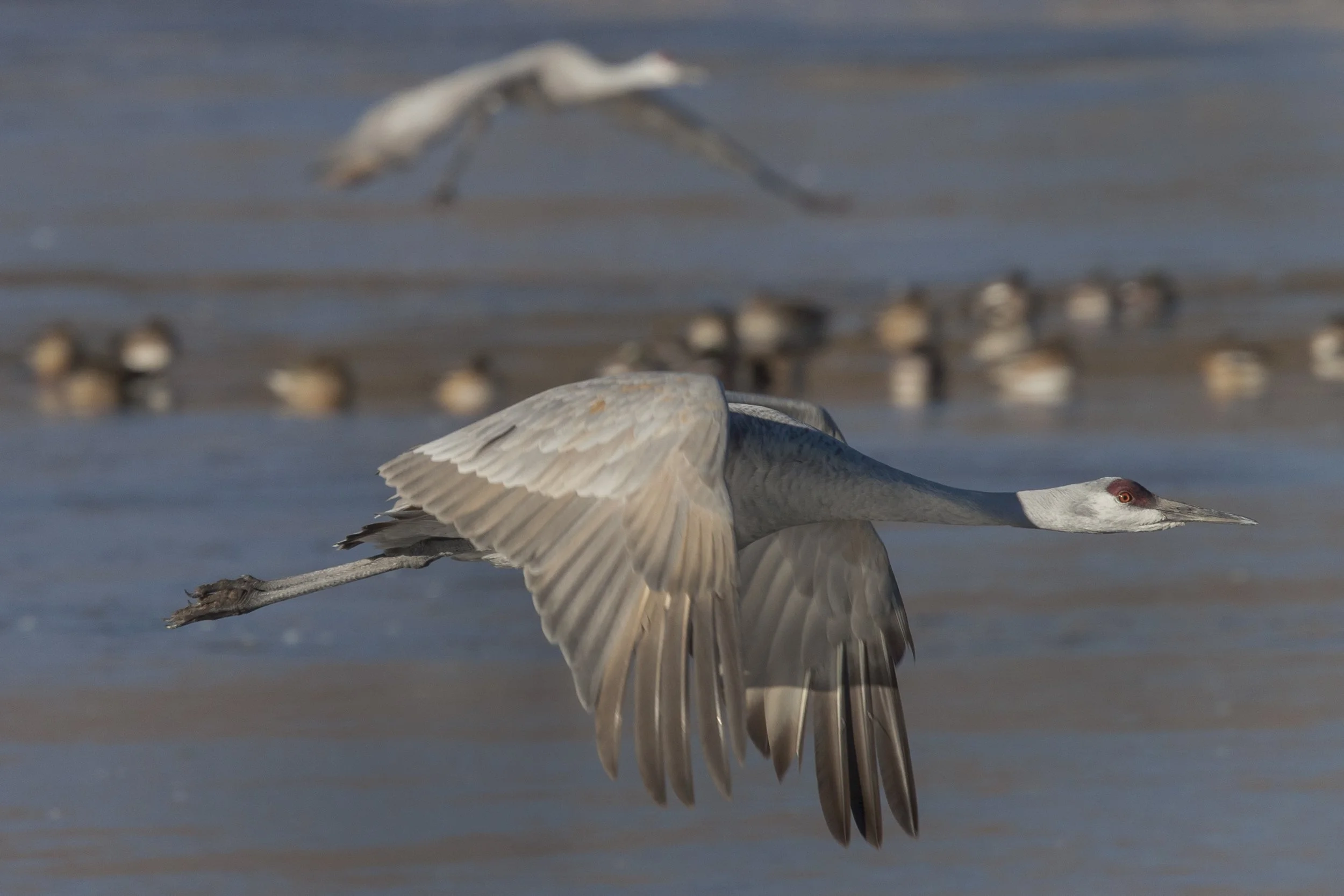 Sandhill Crane