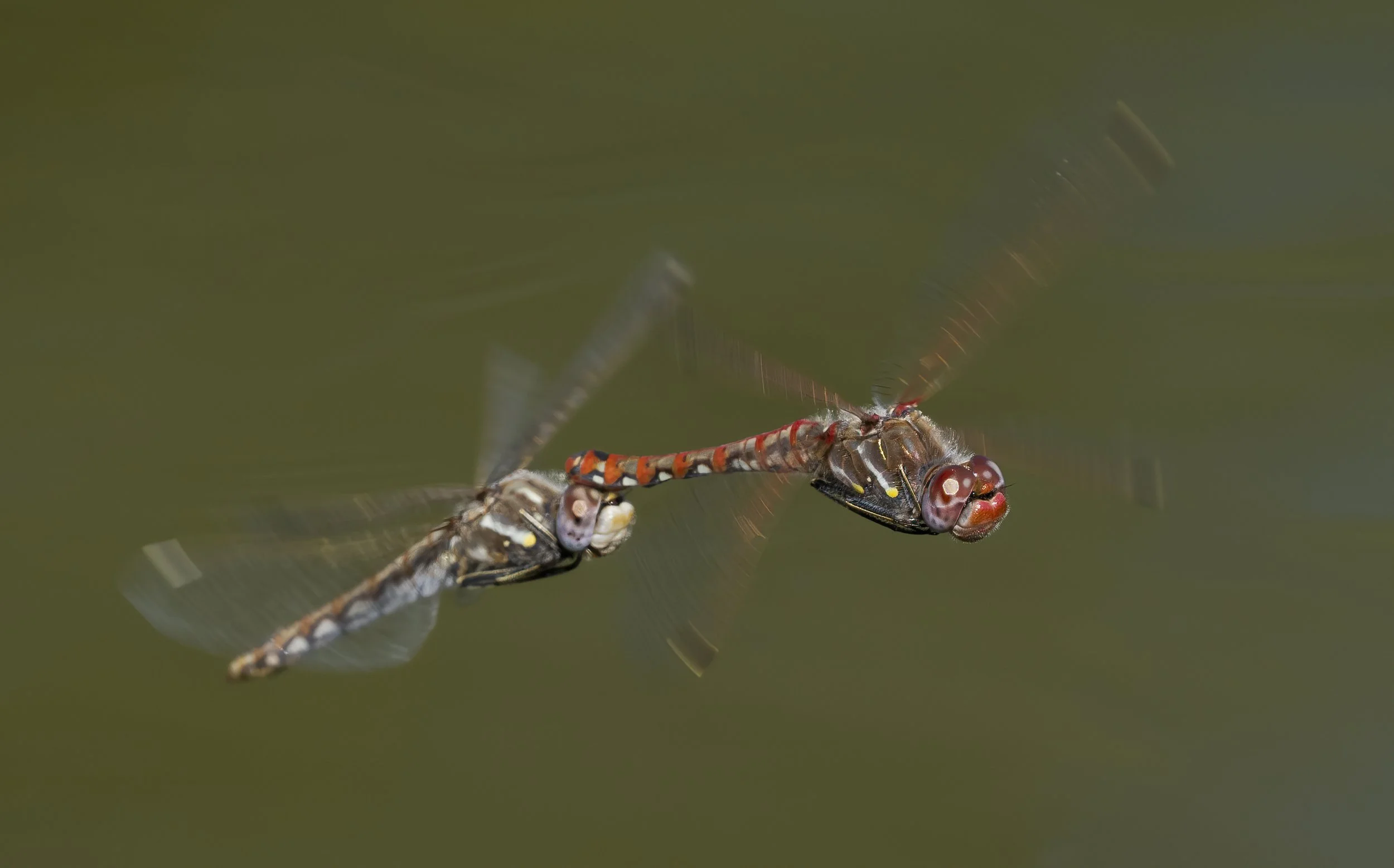 A1_09187-Edit.jpg