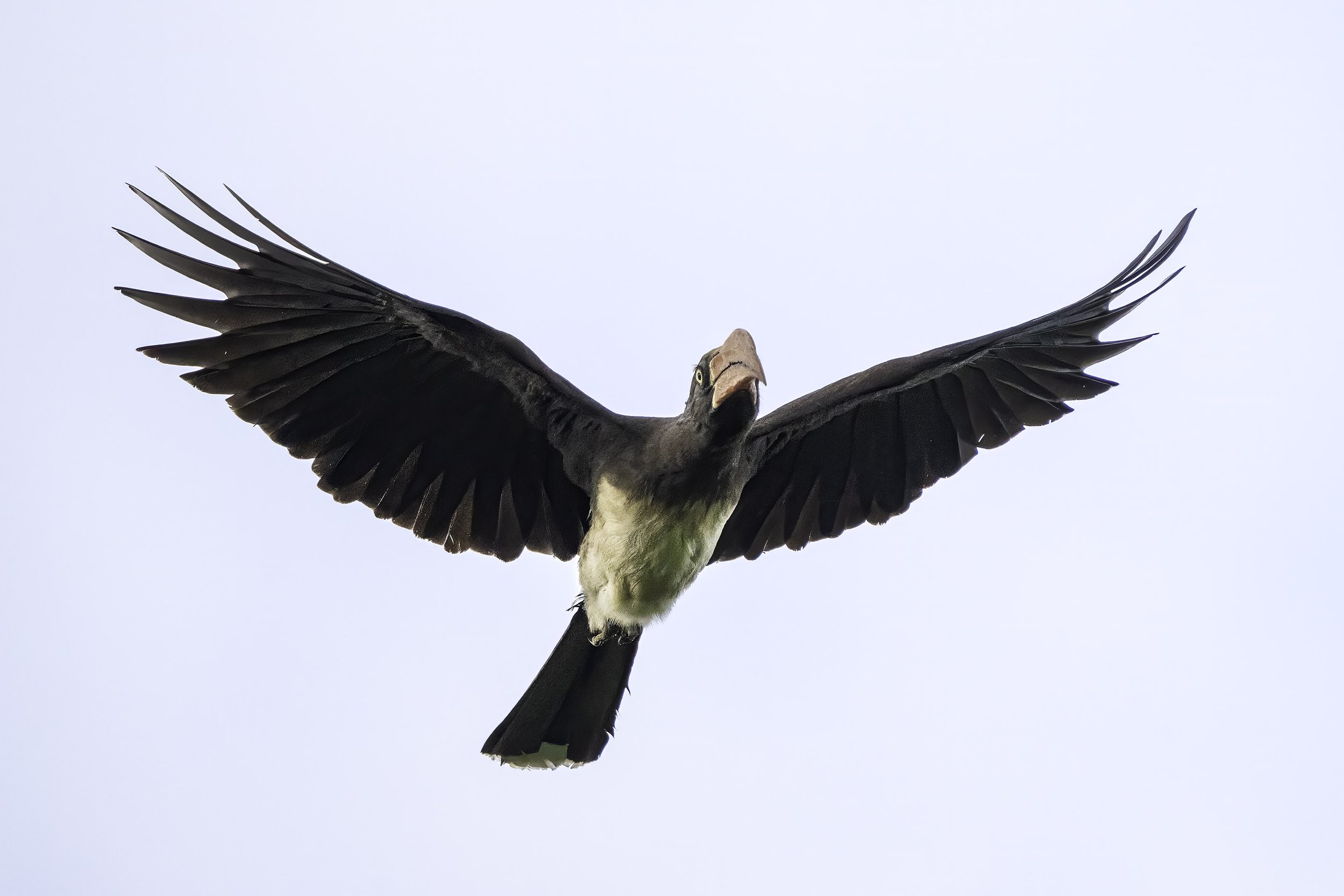 Crowned Hornbill,