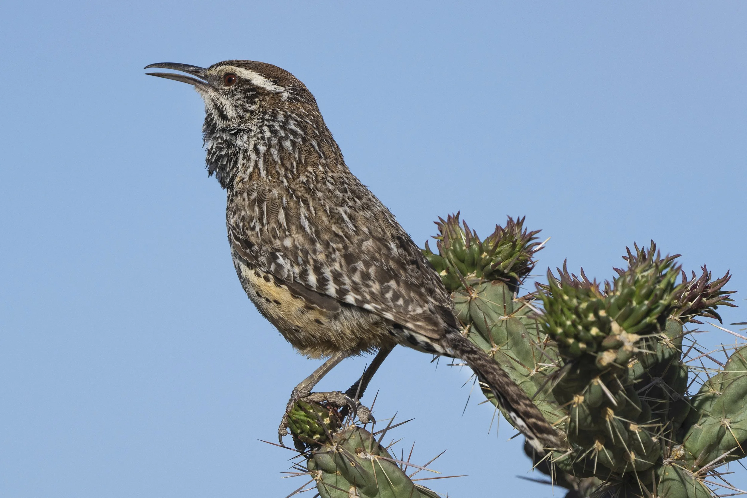 Cactus Wren