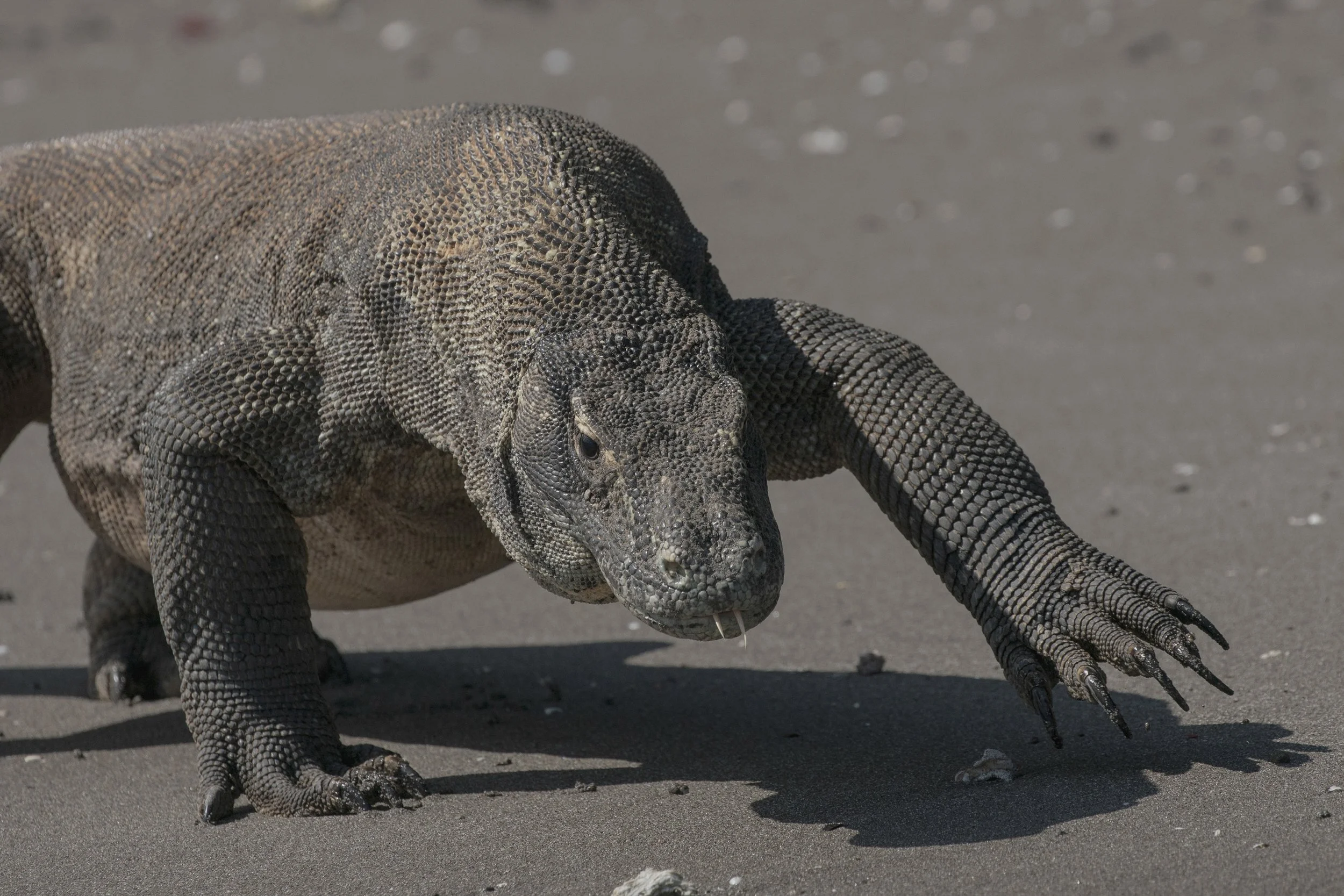 Komodo Dragon, Indonesia