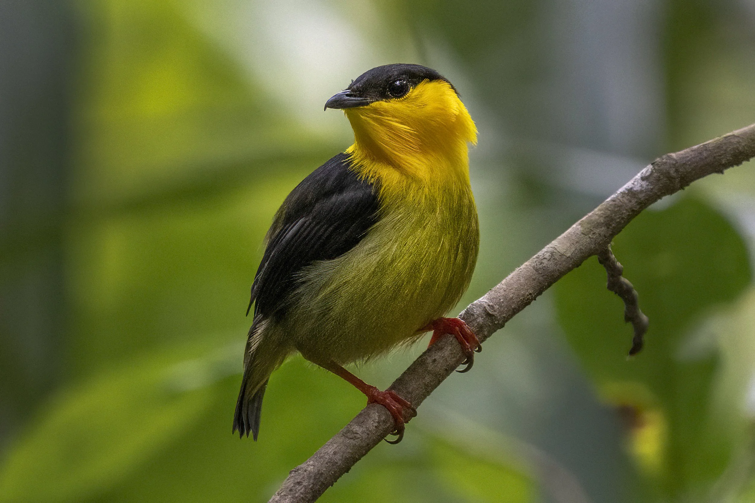 Golden Collared Manakin