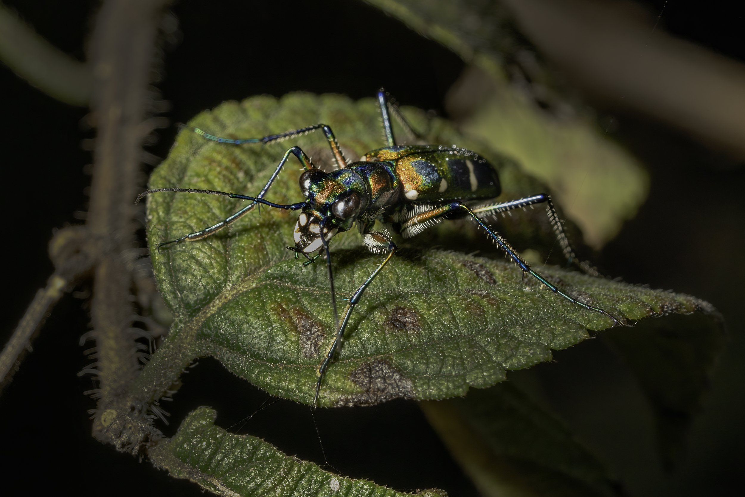 Tiger Beetle