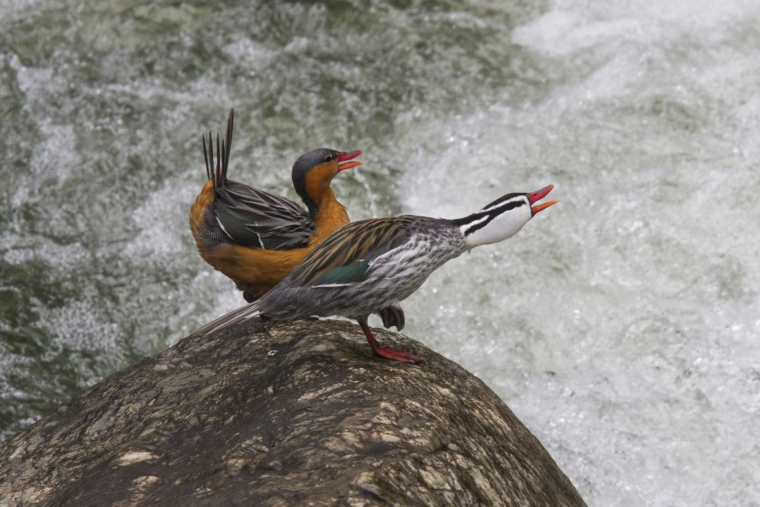 Torrent Duck