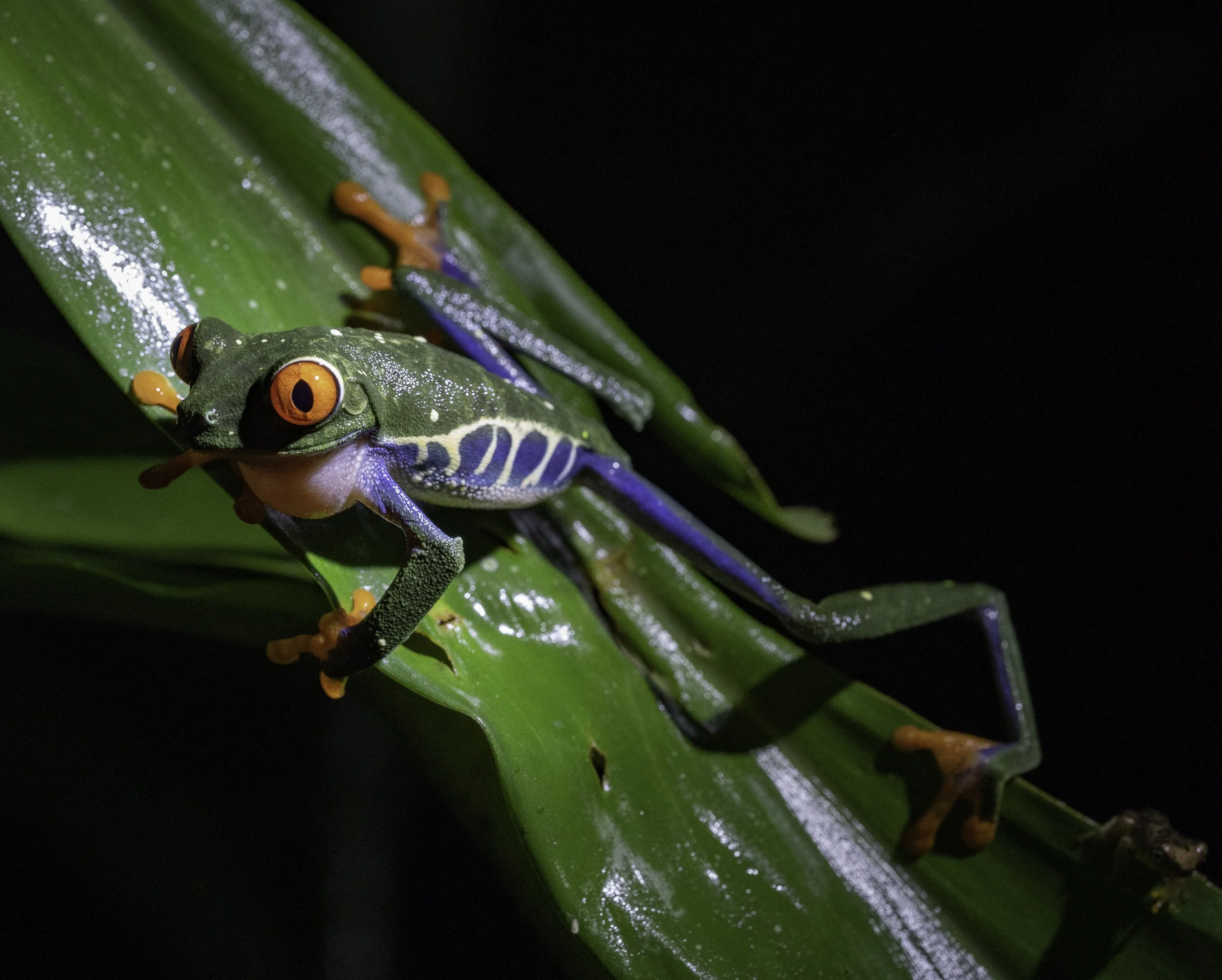 Red Eyed Leaf Frog, Costa Rica