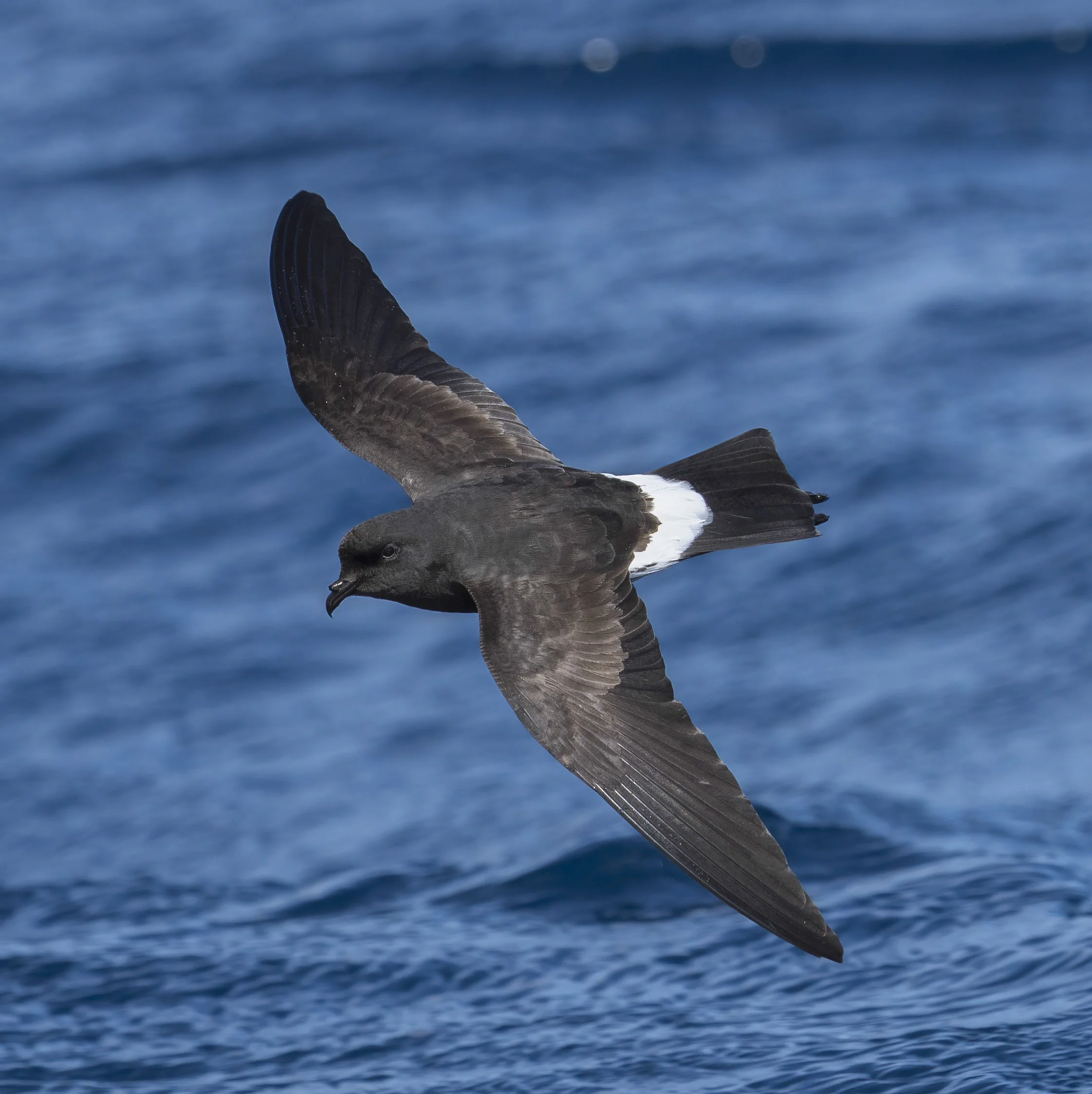 New Zealand Storm Petrel
