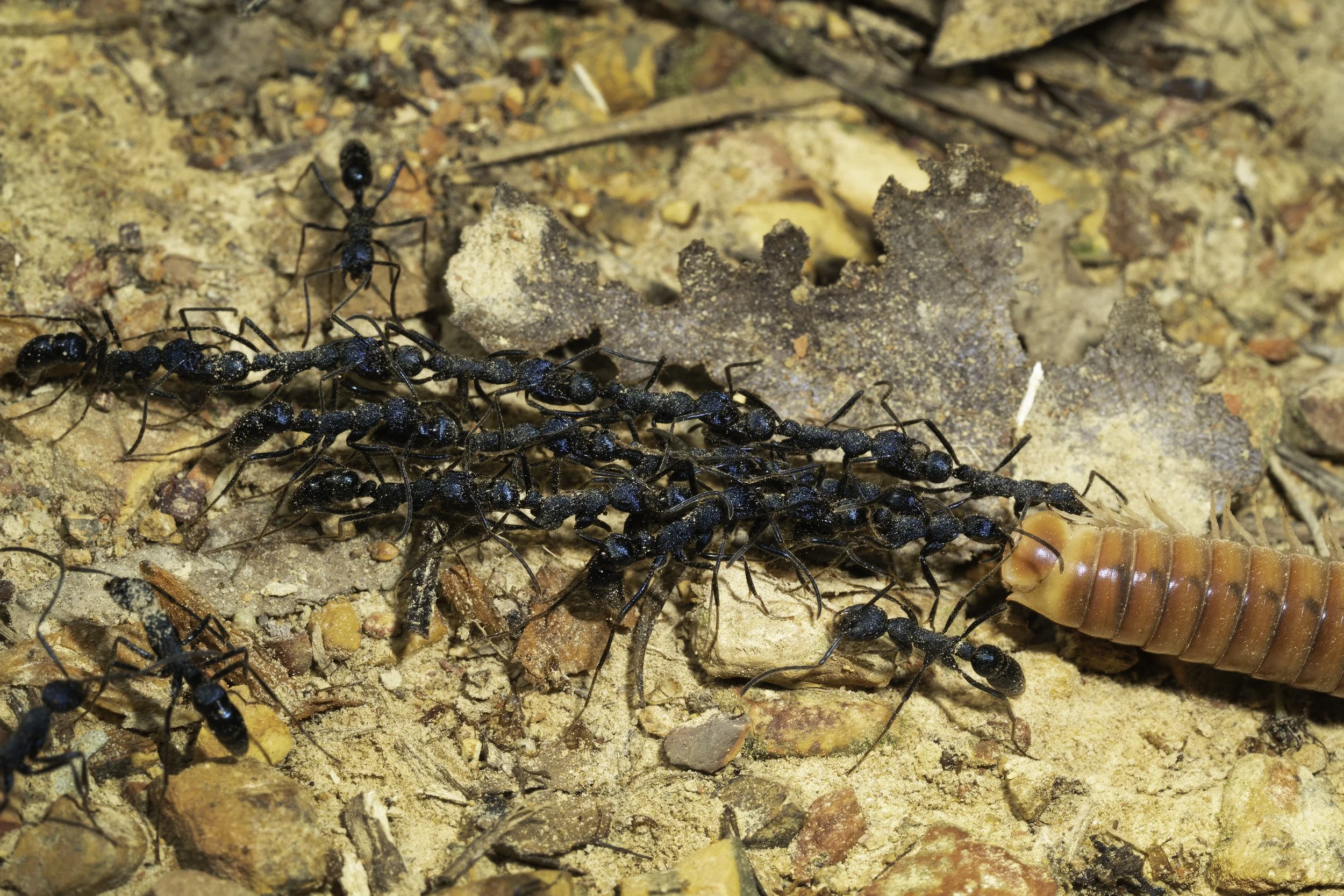 Ants Pulling Centipede 