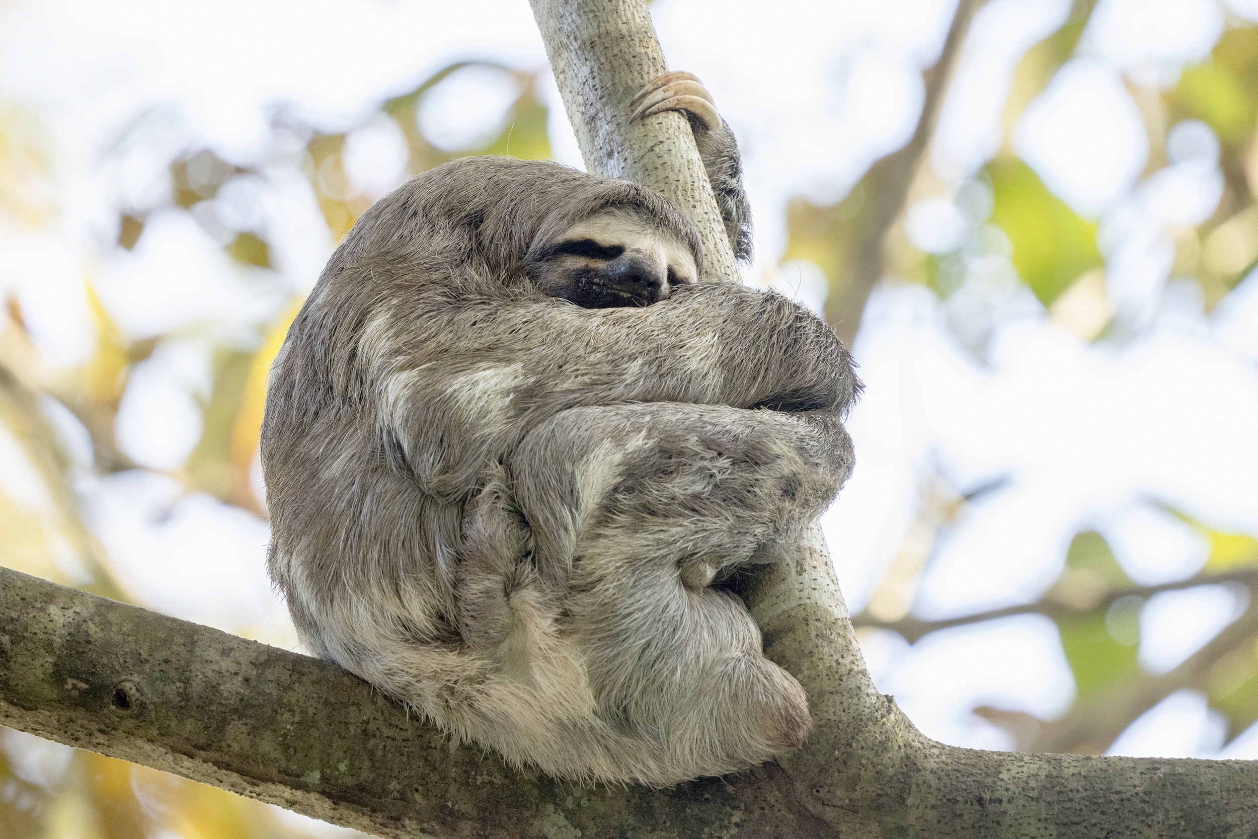 Three Toed Sloth, Panama