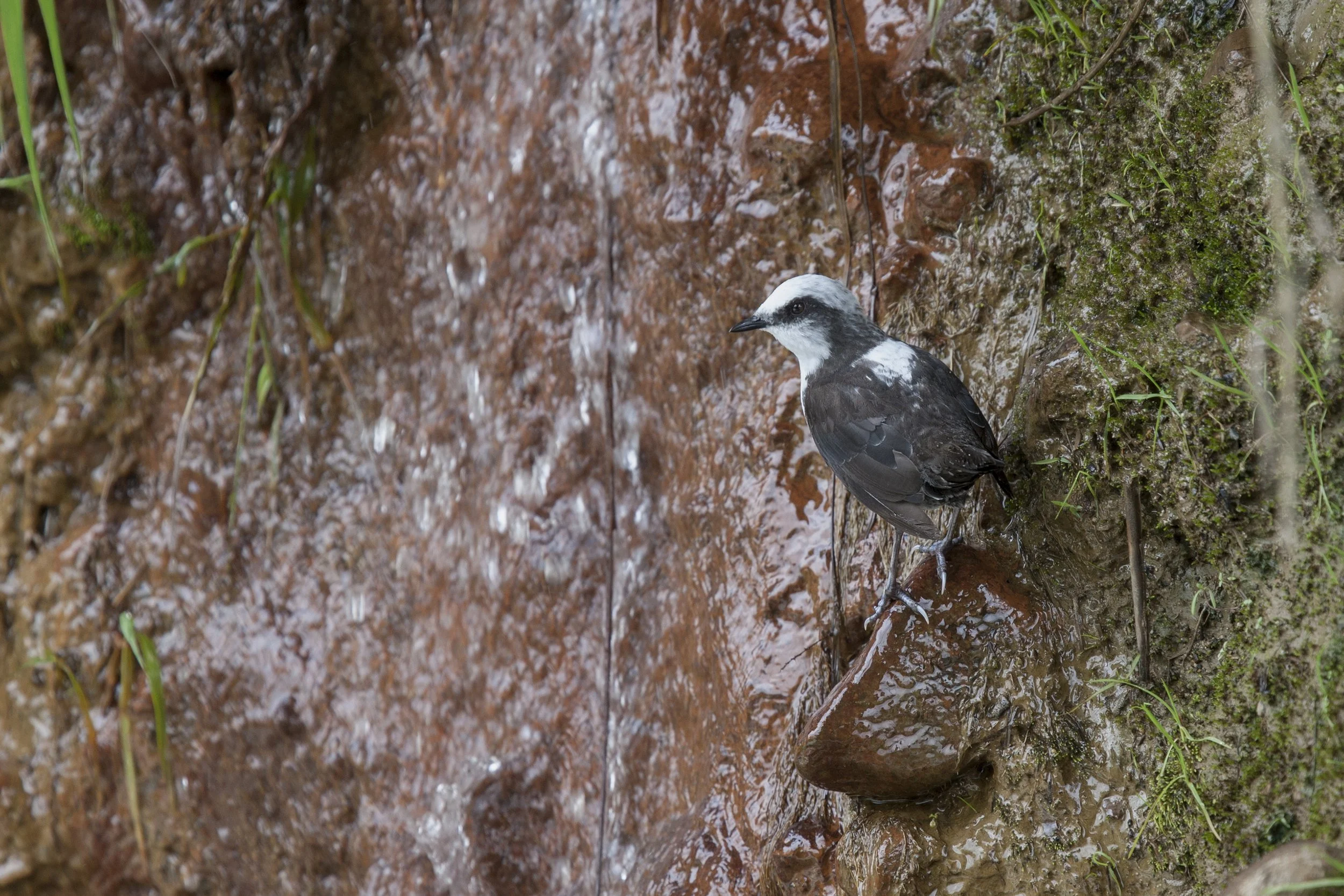  White Capped Dipper 