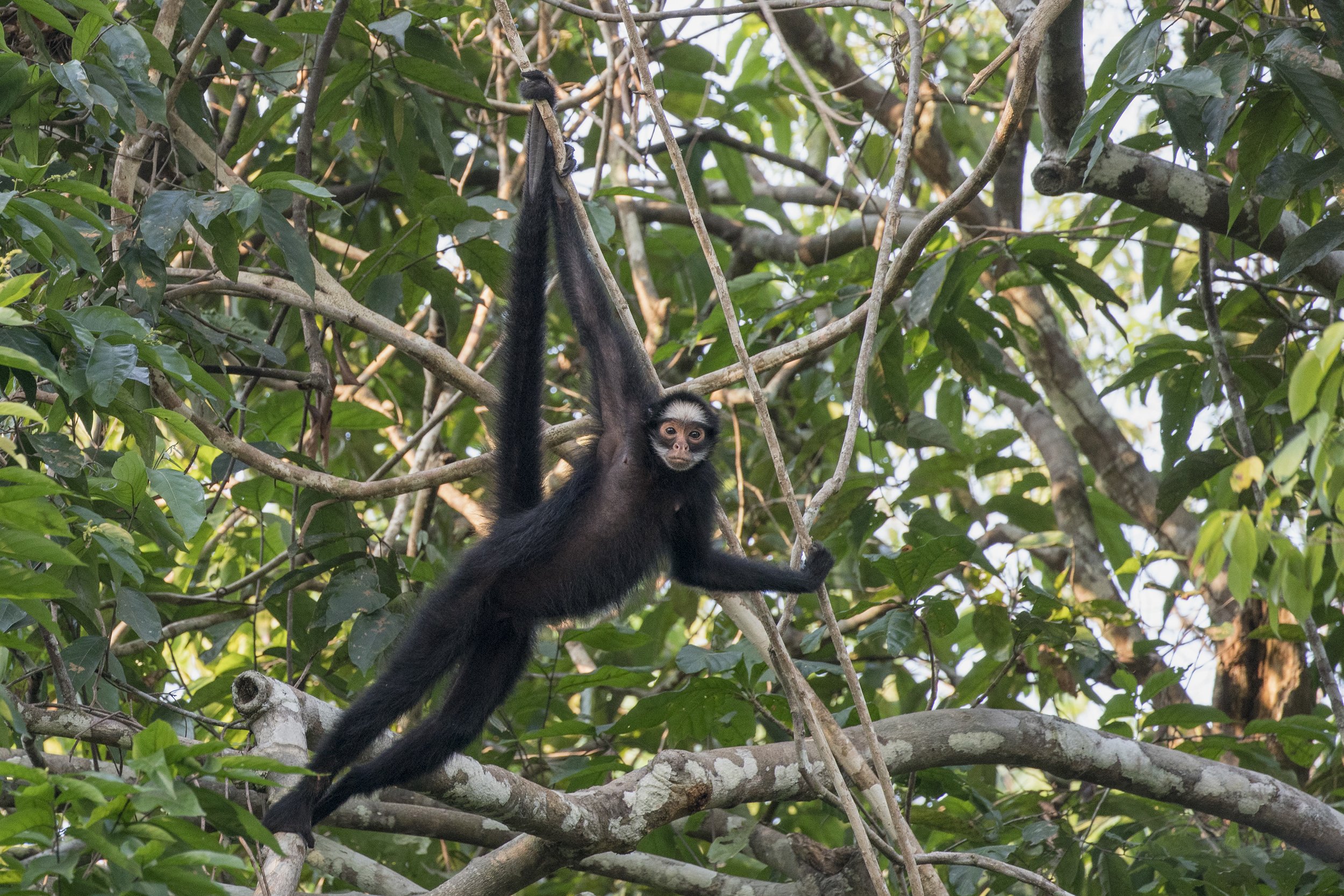 White Whiskered Spider Monkey