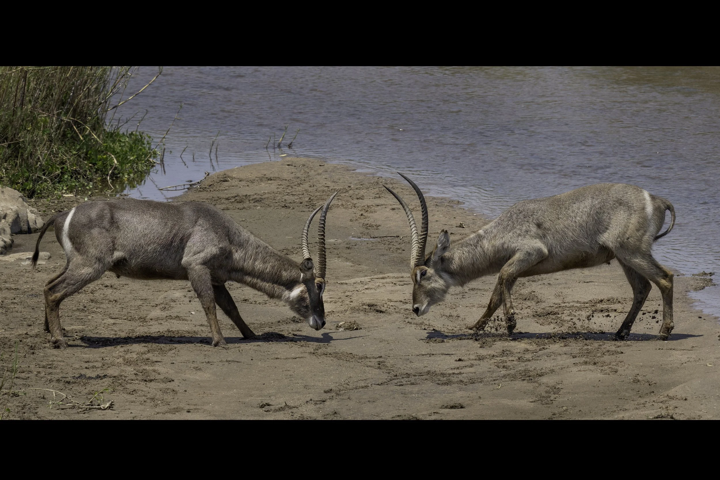 Waterbuck