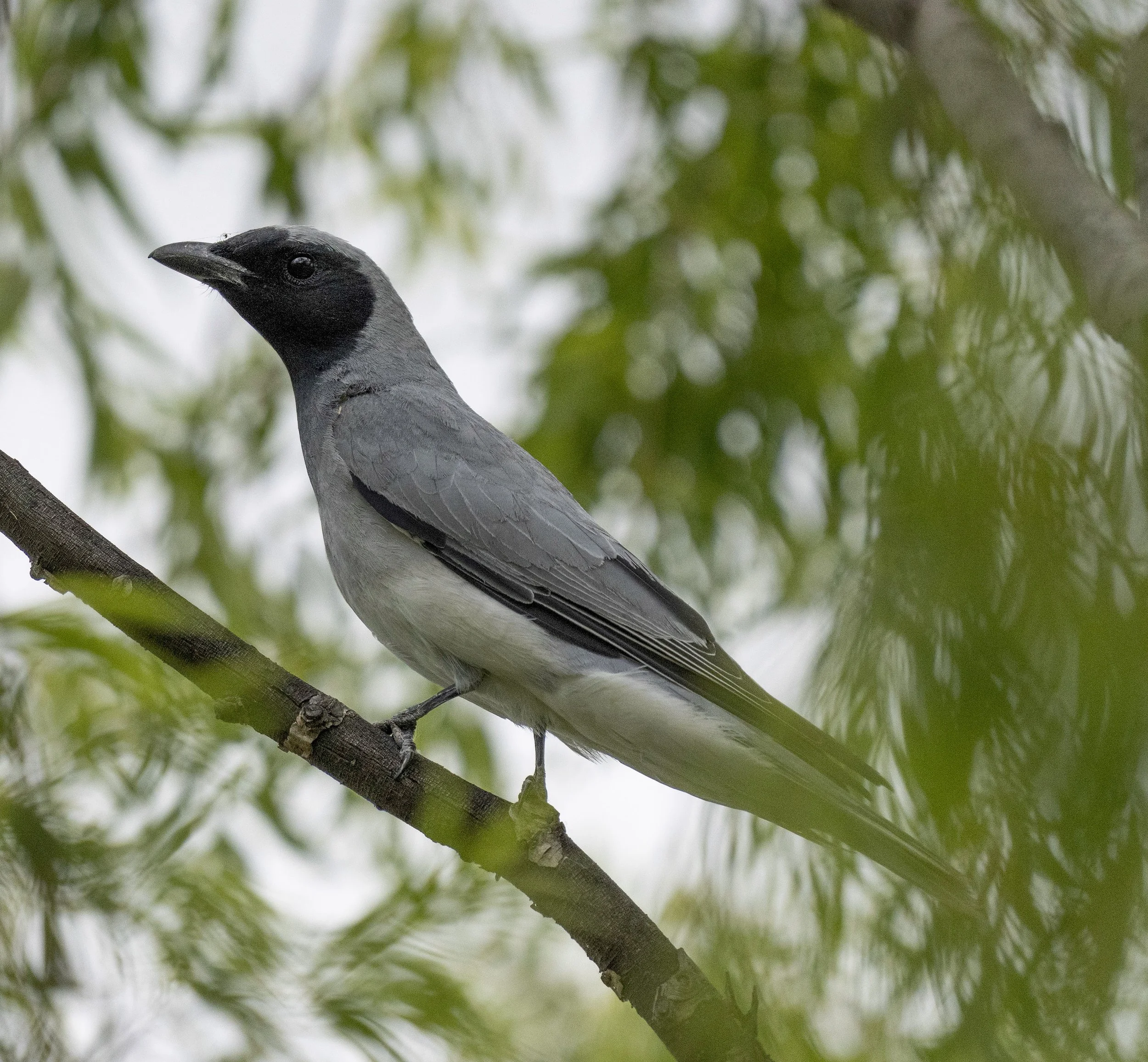 Black Faced Cuckooshrike