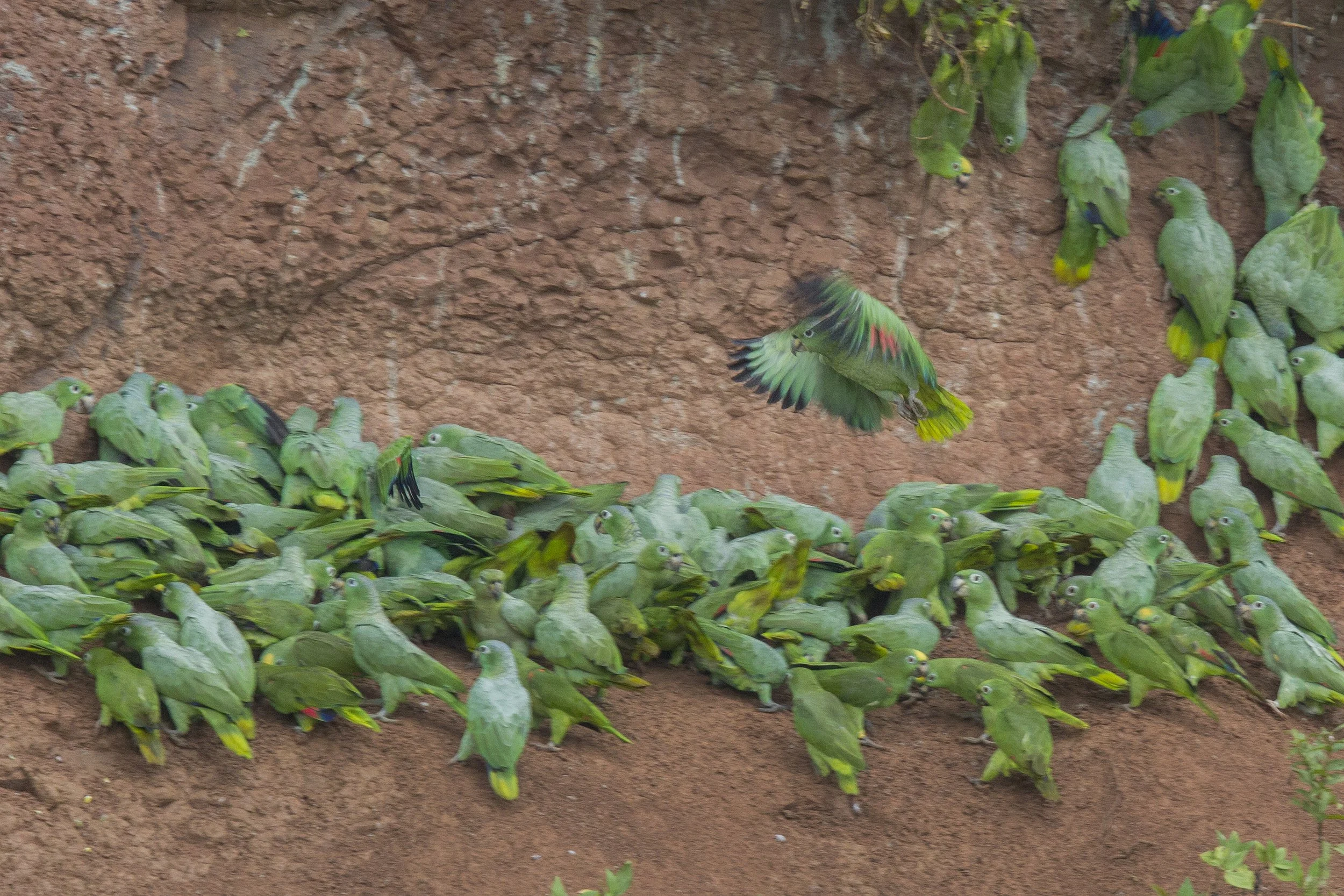 Mealy Parrot, Yellow Crowned Amazon