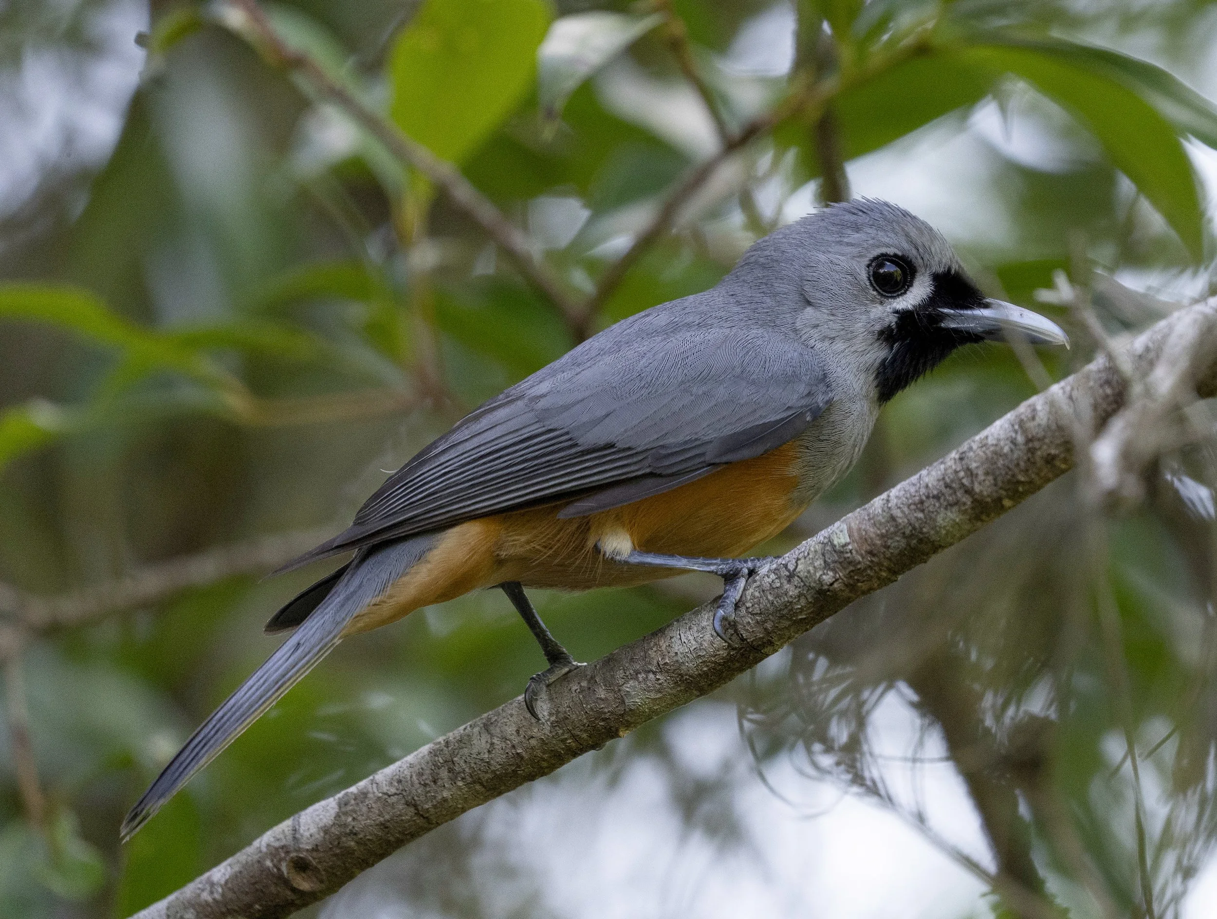 Black Faced Monarch