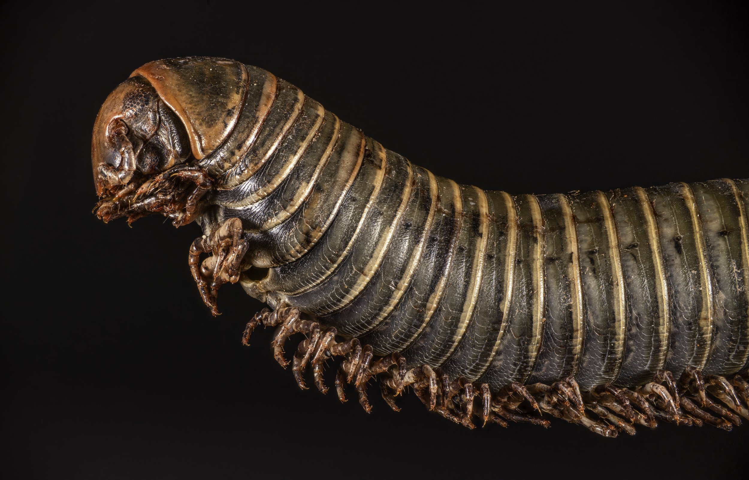 millipede2.jpg