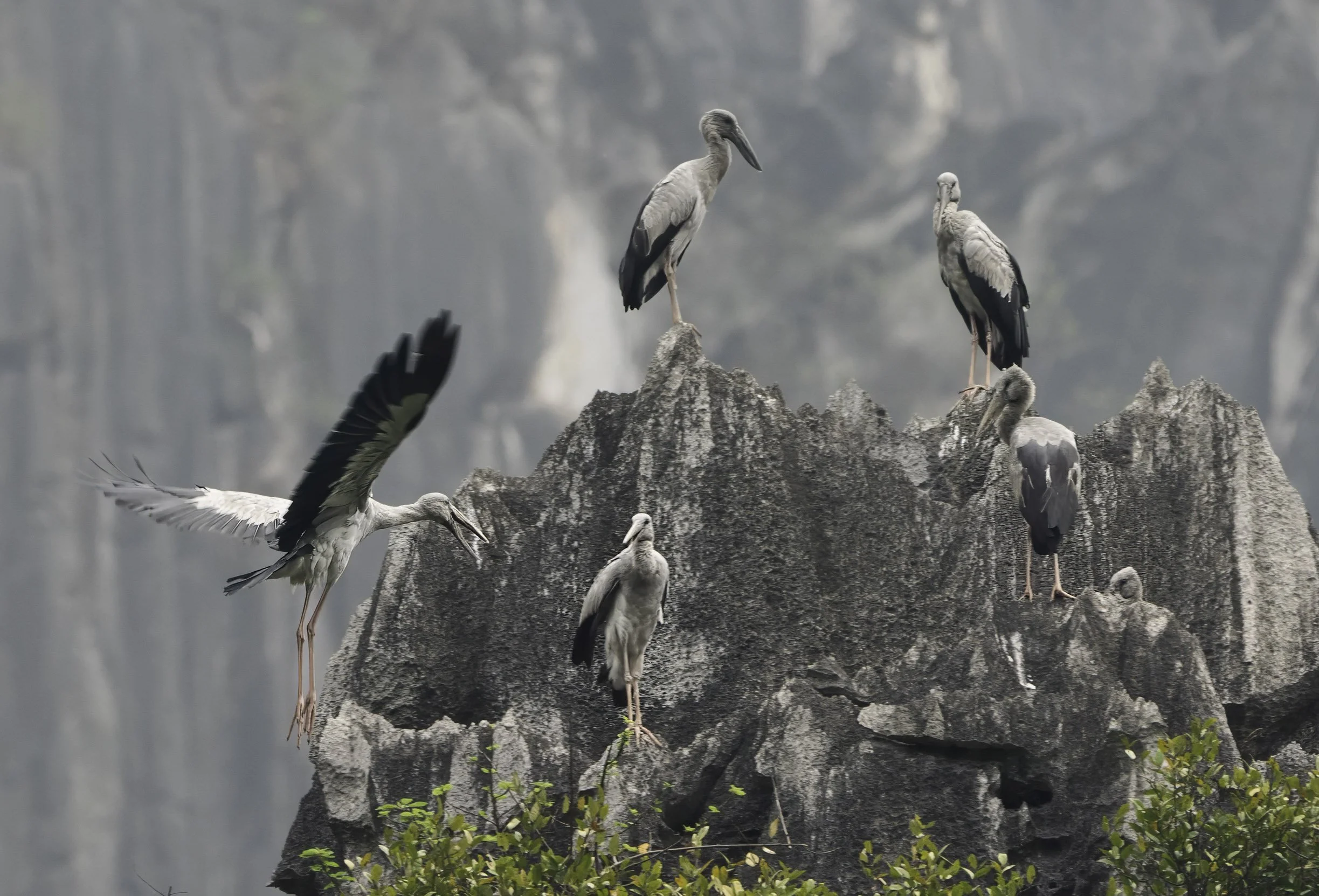 Asian Openbill 