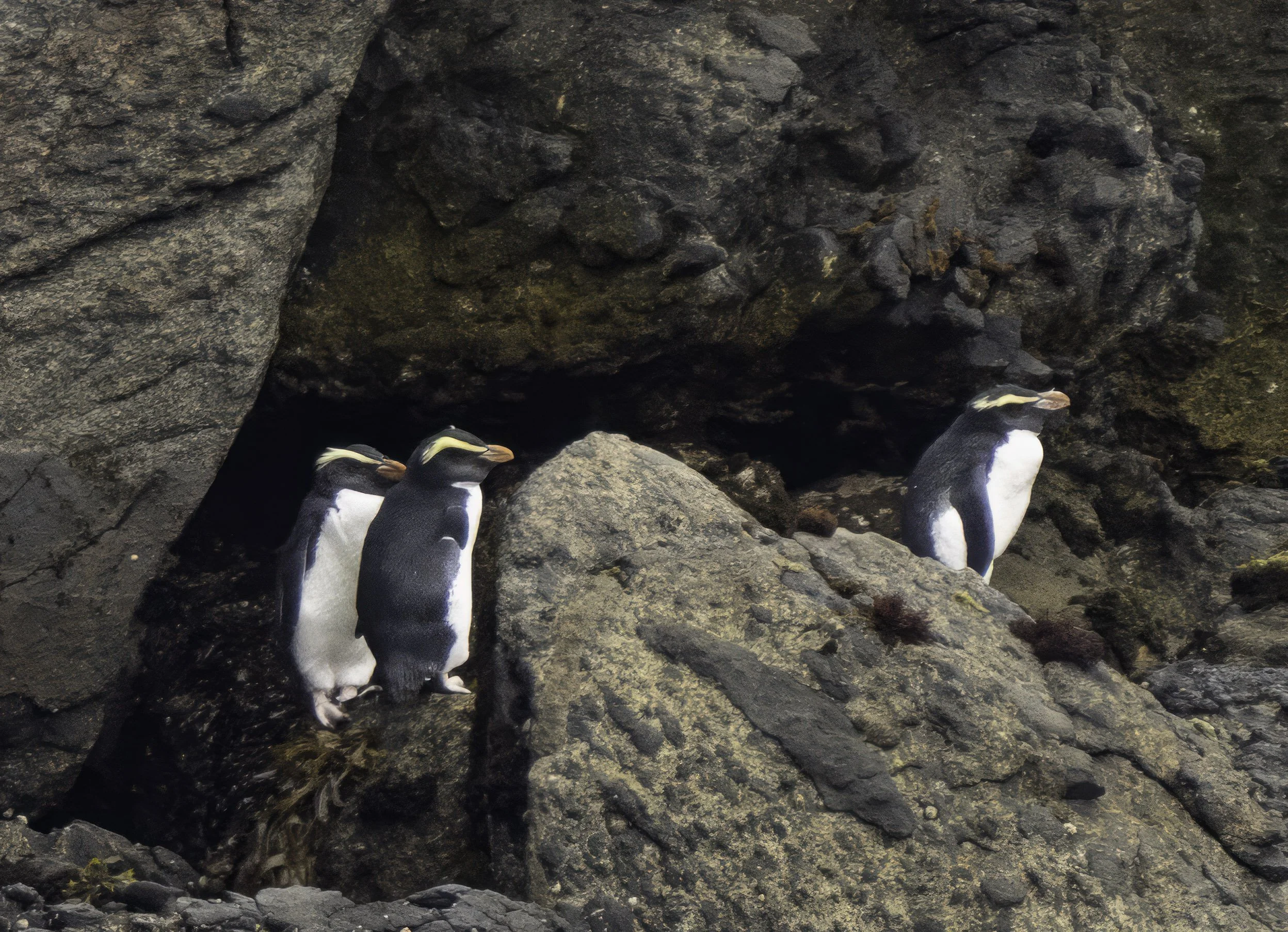 Fiordland Penguin