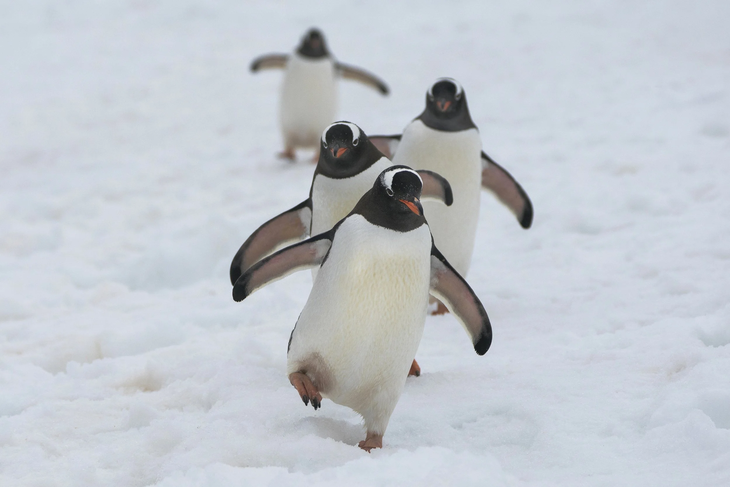 Gentoo Penguin