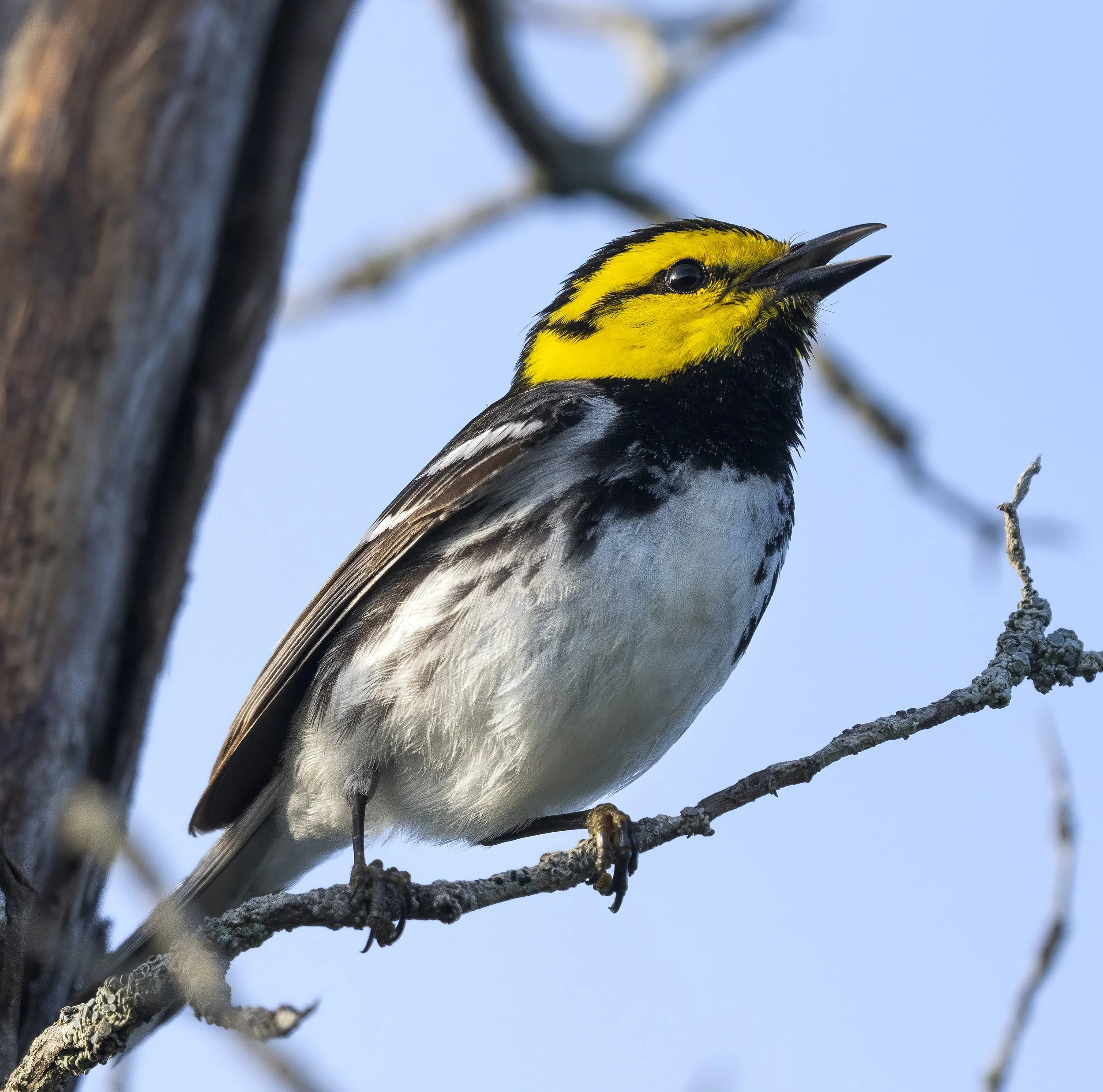 Golden Cheeked Warbler