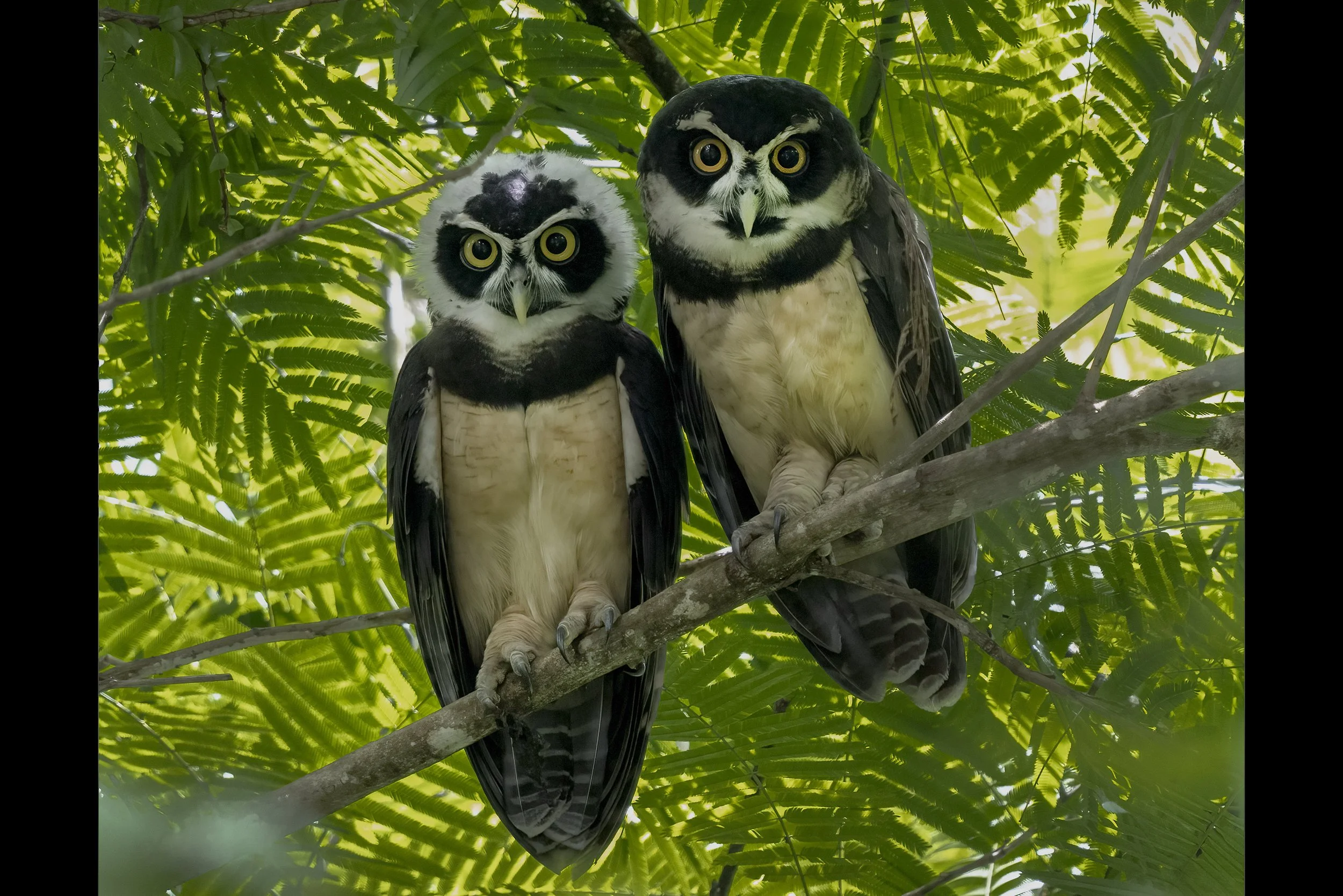  Spectacled Owl